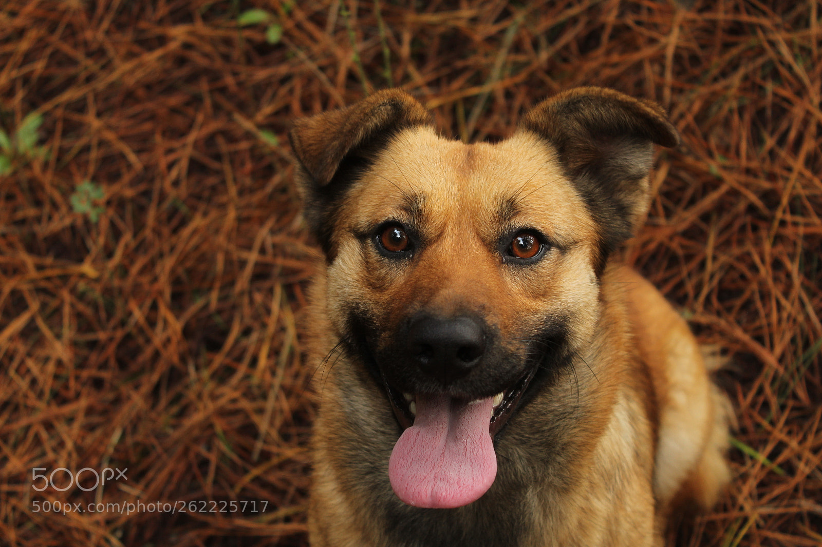 Canon EOS 1300D (EOS Rebel T6 / EOS Kiss X80) sample photo. Pisturina <3 photography