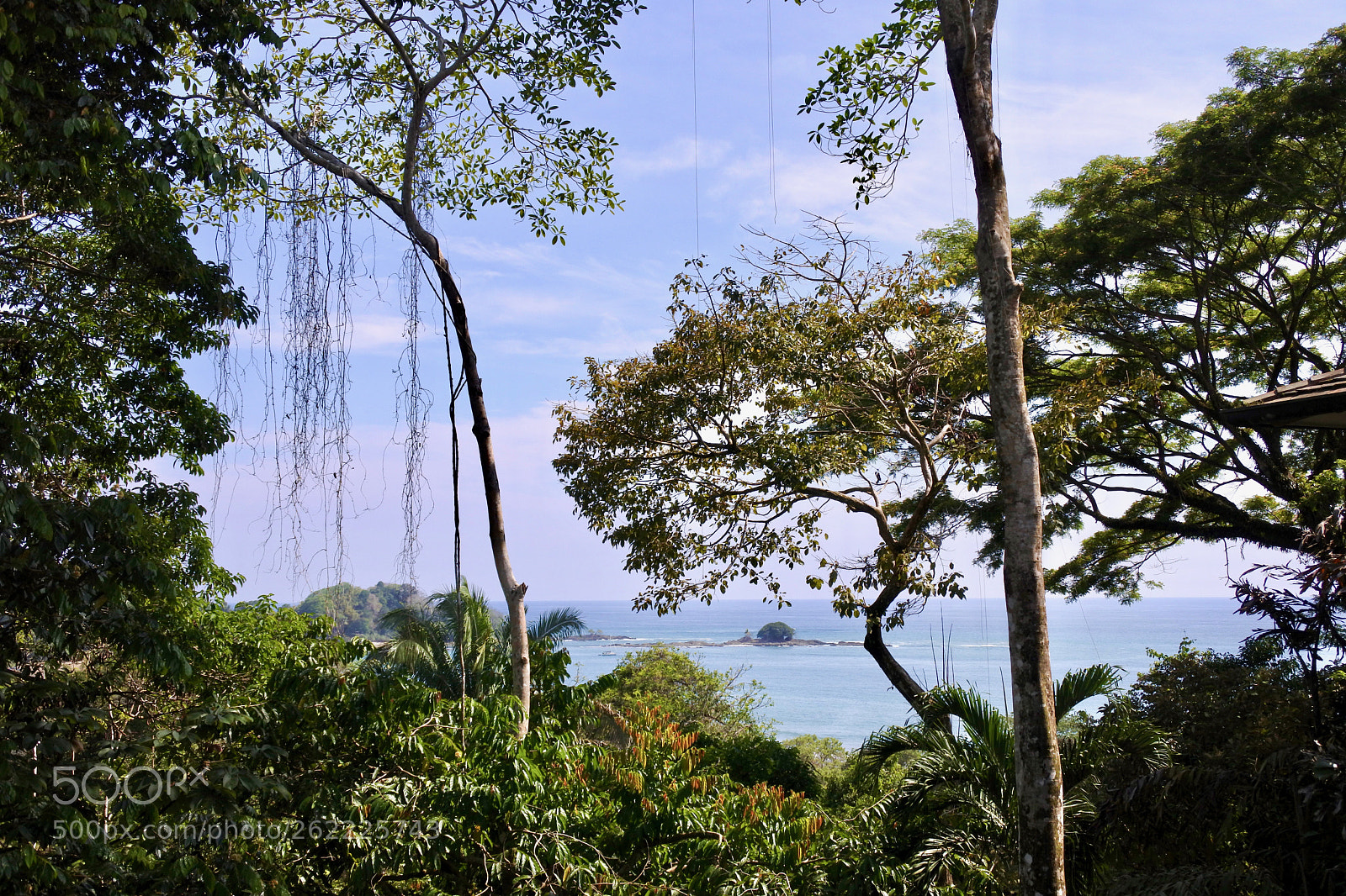 Nikon 1 J5 sample photo. Jungle view photography