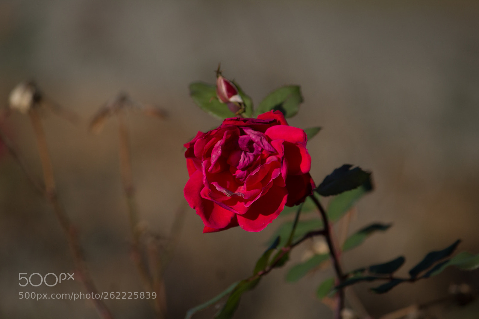 Canon EOS 1200D (EOS Rebel T5 / EOS Kiss X70 / EOS Hi) sample photo. Wilting rose photography