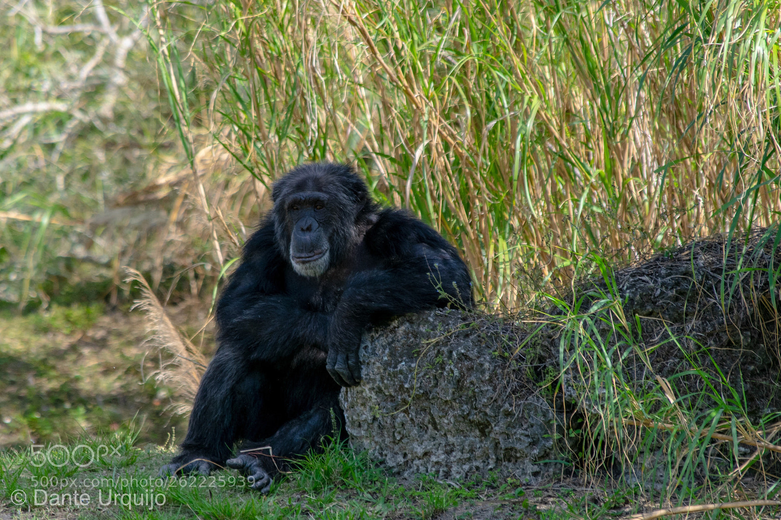 Nikon D3300 sample photo. Just chillin’ photography