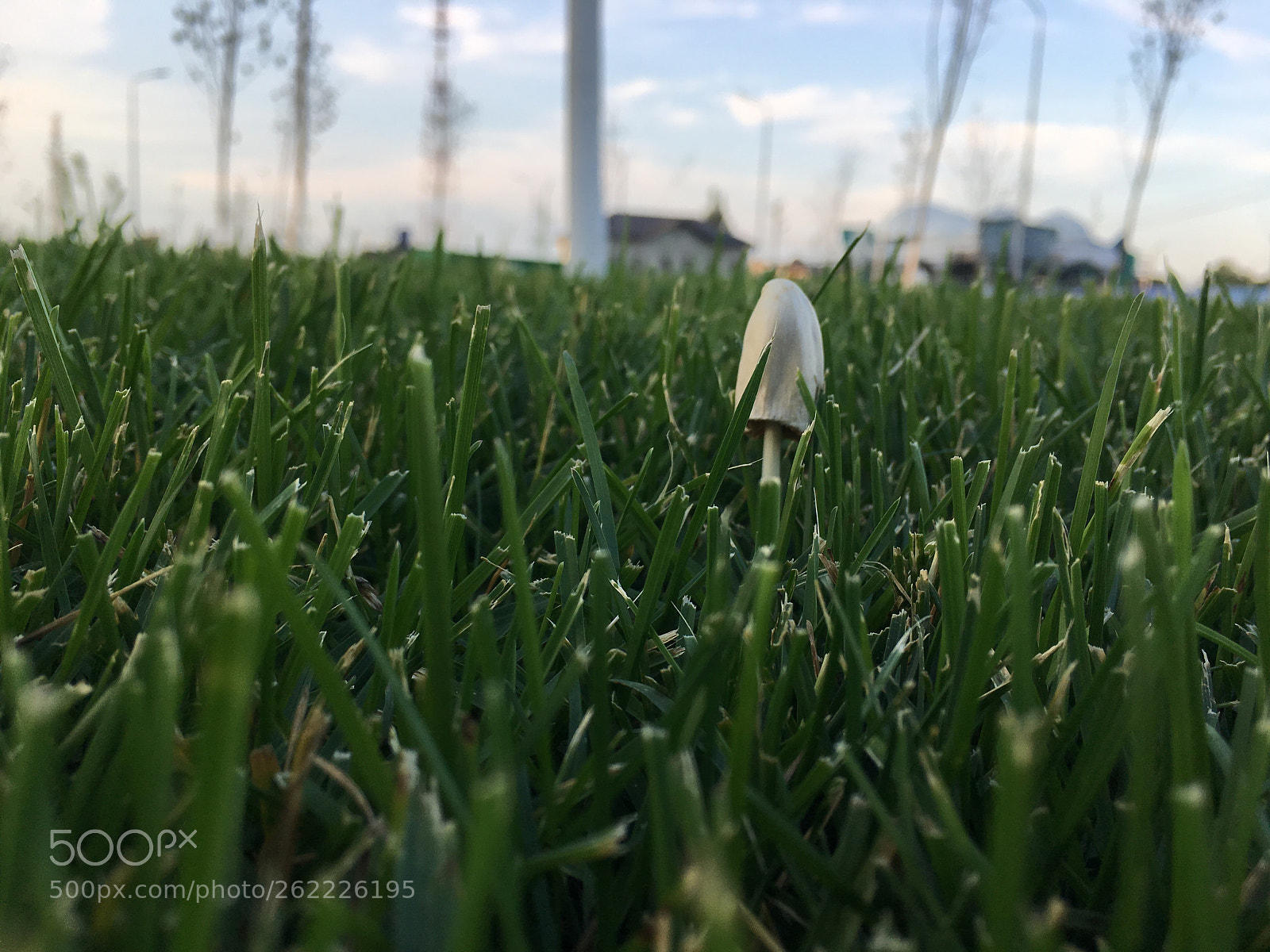 Apple iPhone 6s Plus sample photo. Untitled photography