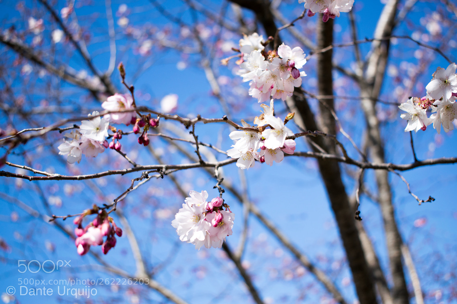 Nikon D3300 sample photo. Cherry blossoms photography