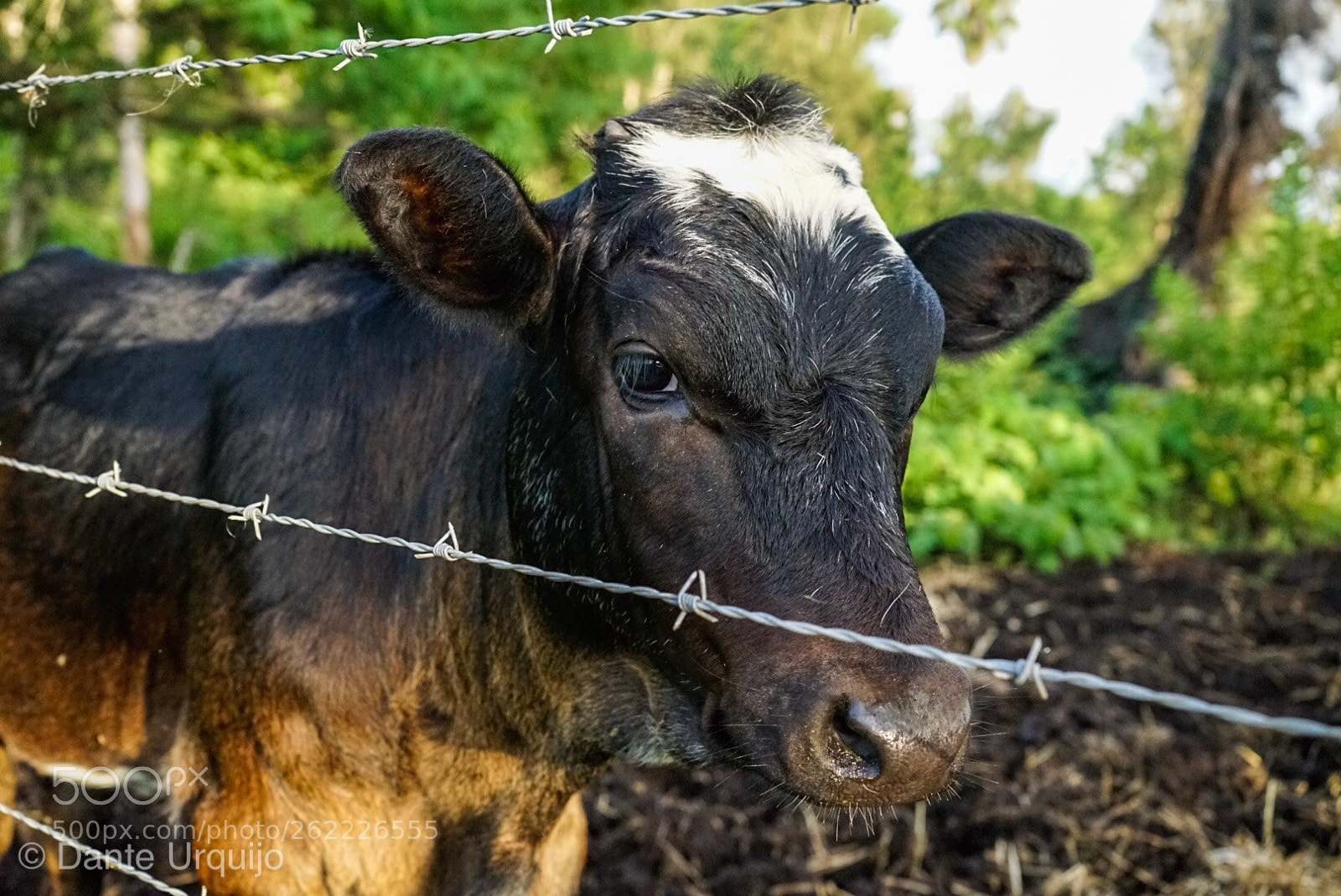 Sony a7 sample photo. Who are you human  photography