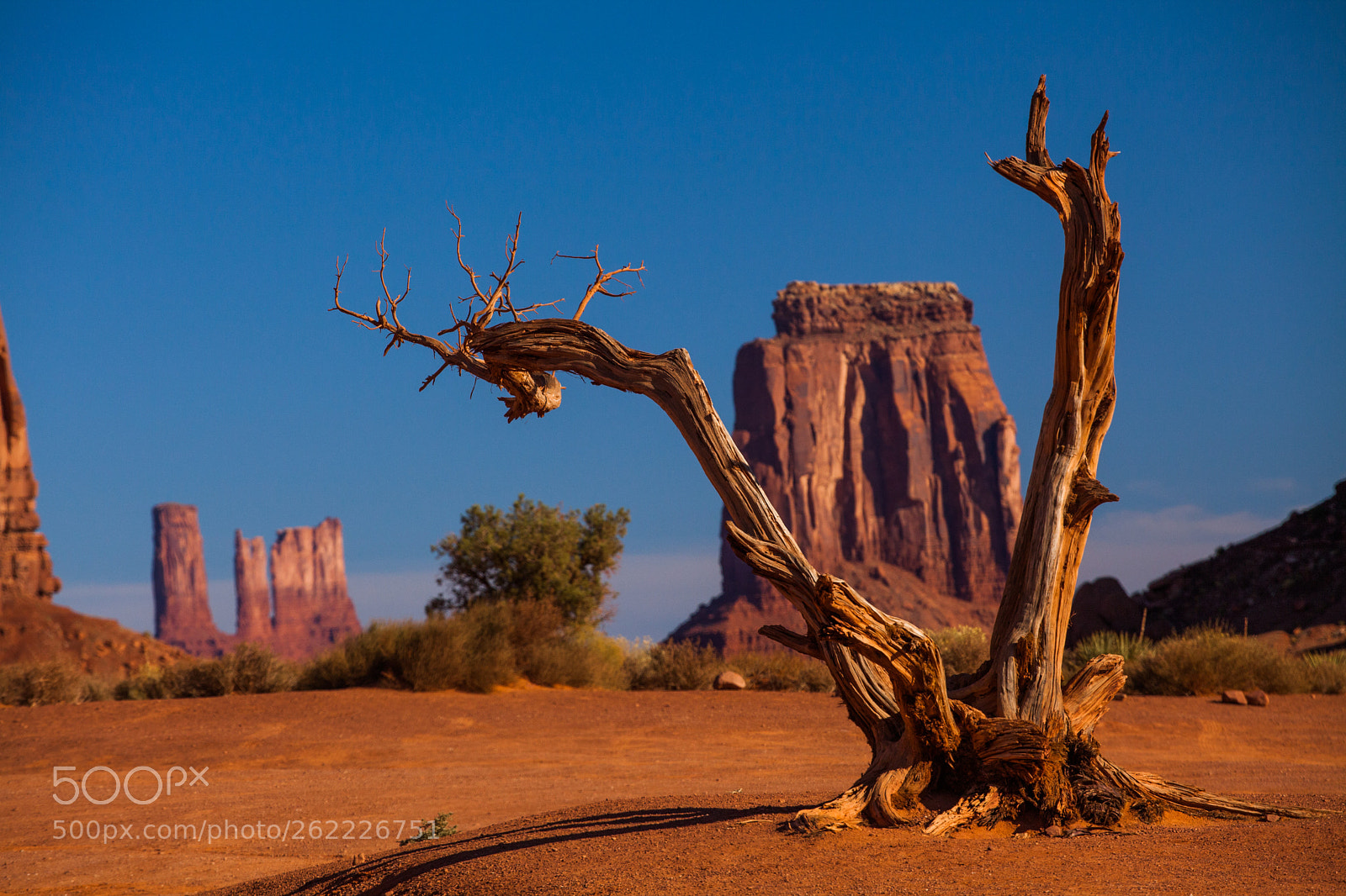 Canon EOS 5D Mark II sample photo. Tree in monument valley photography