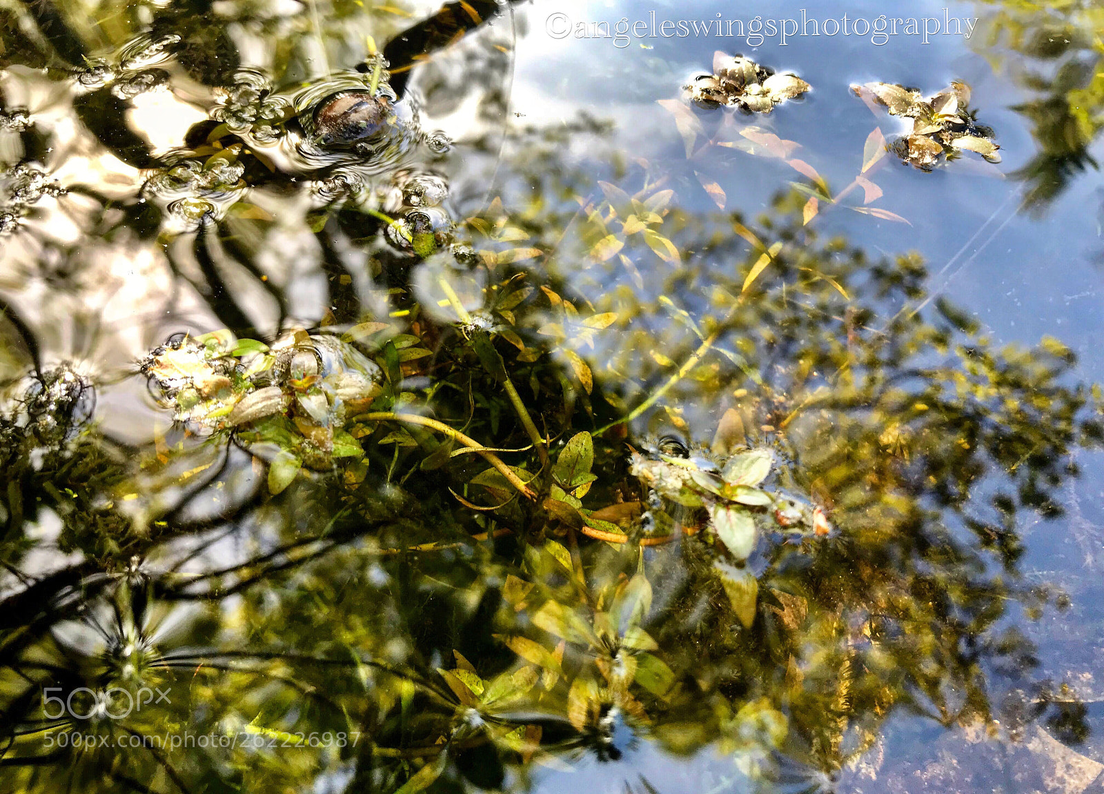 Apple iPhone 7 sample photo. Pond reflections photography