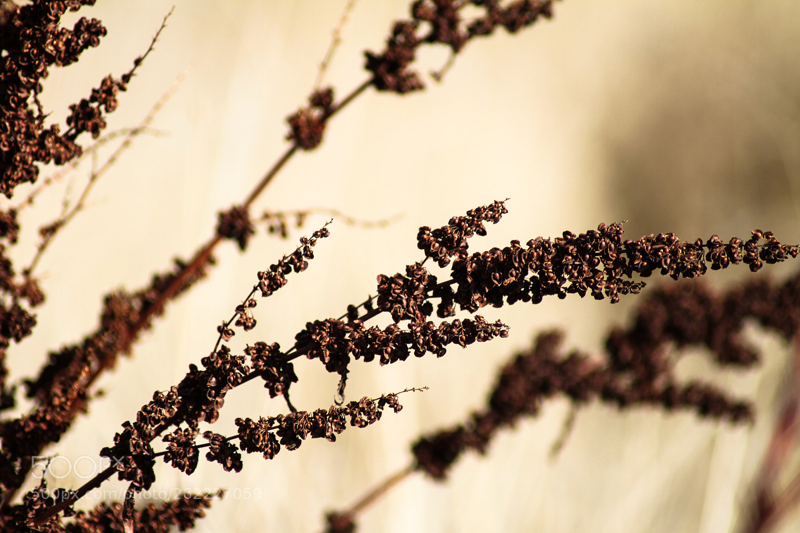 Canon EOS 7D sample photo. Img photography