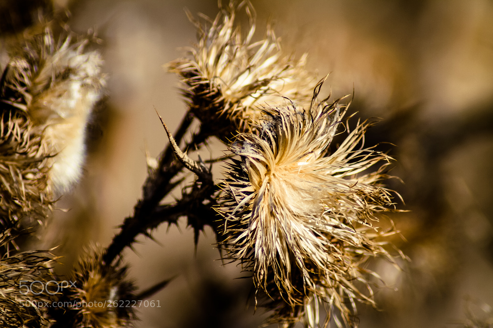 Canon EOS 7D sample photo. Img photography