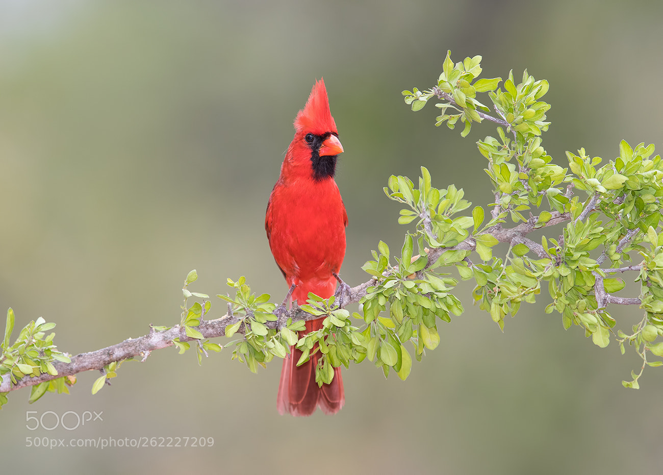 Canon EOS-1D X Mark II sample photo. Northern cardinal male photography