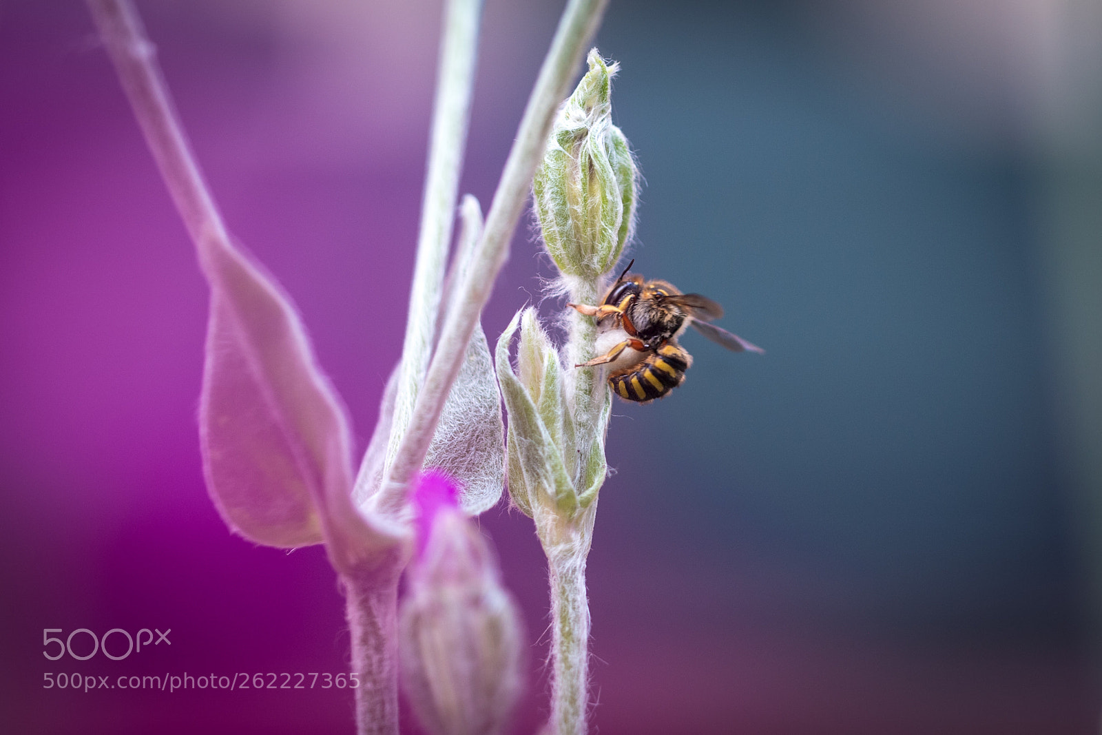 Nikon Df sample photo. Carder bee (leafcutter) photography
