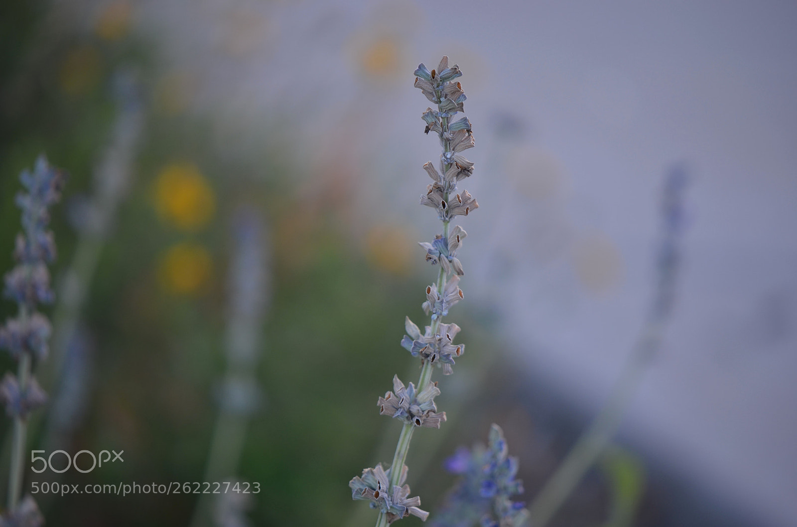 Nikon AF-S DX Micro-Nikkor 85mm F3.5G ED VR sample photo. A summer evening photography
