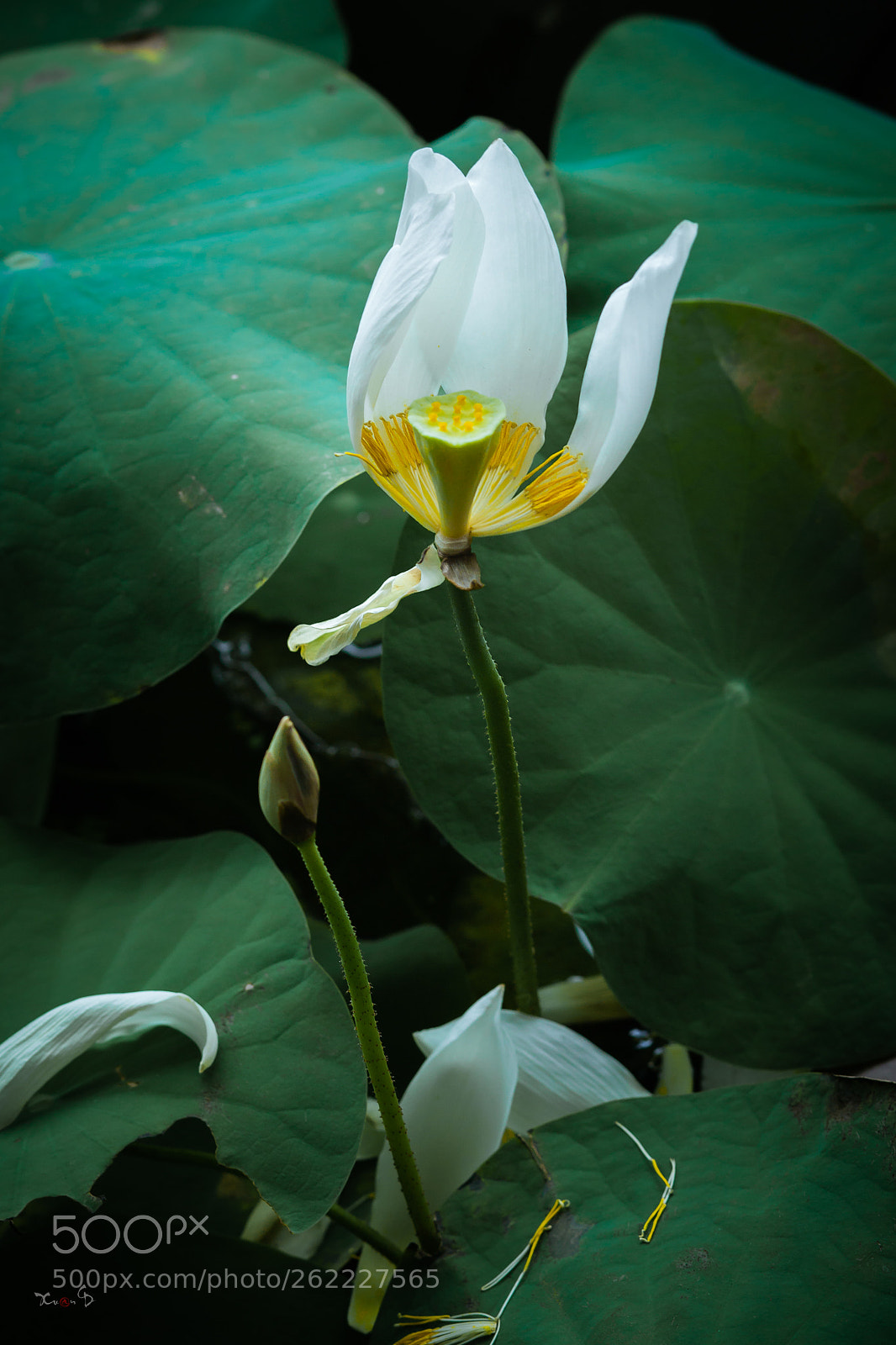 Canon EOS 5D Mark II sample photo. Sen photography