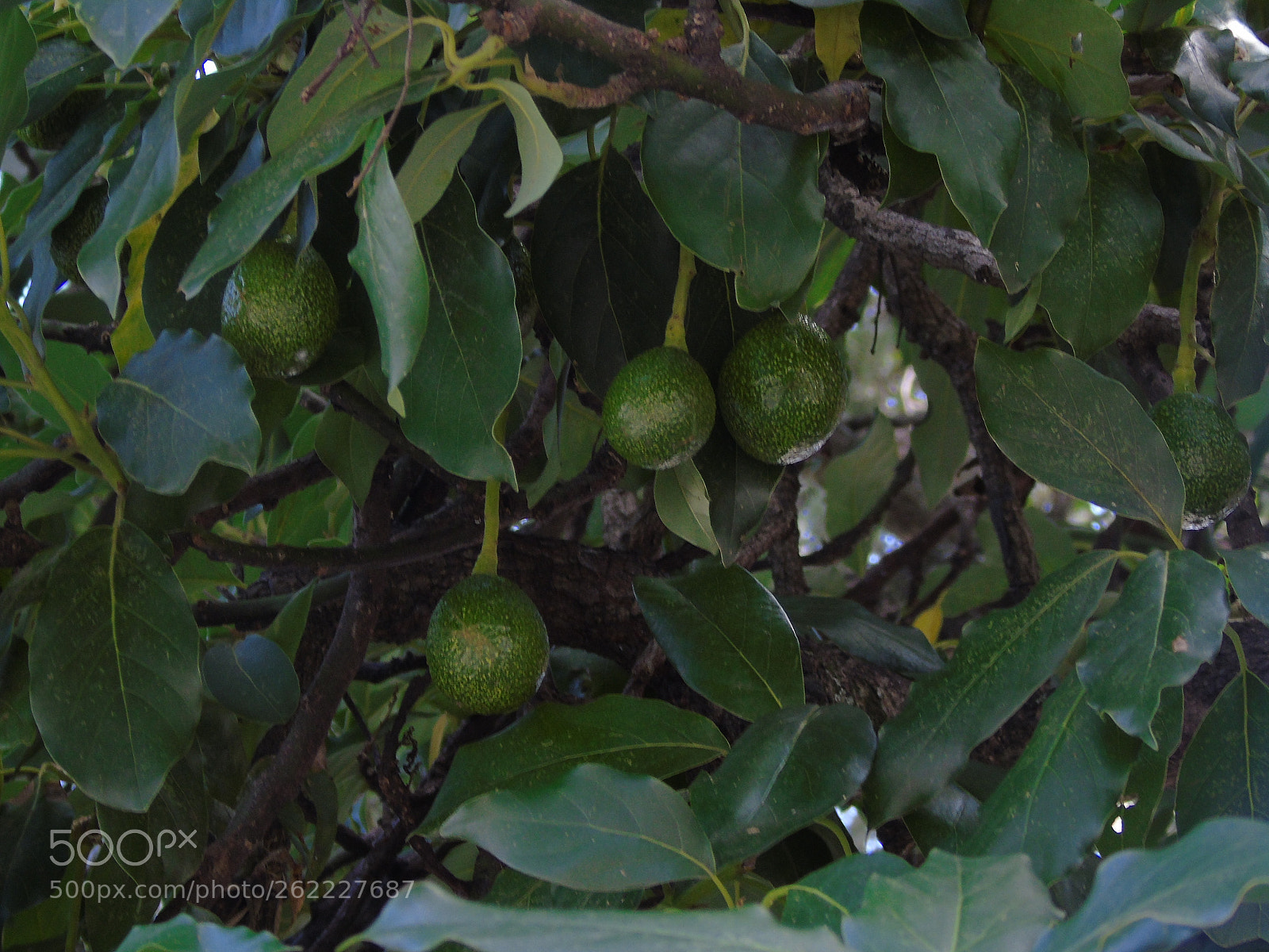 Sony Cyber-shot DSC-H400 sample photo. Dsc photography