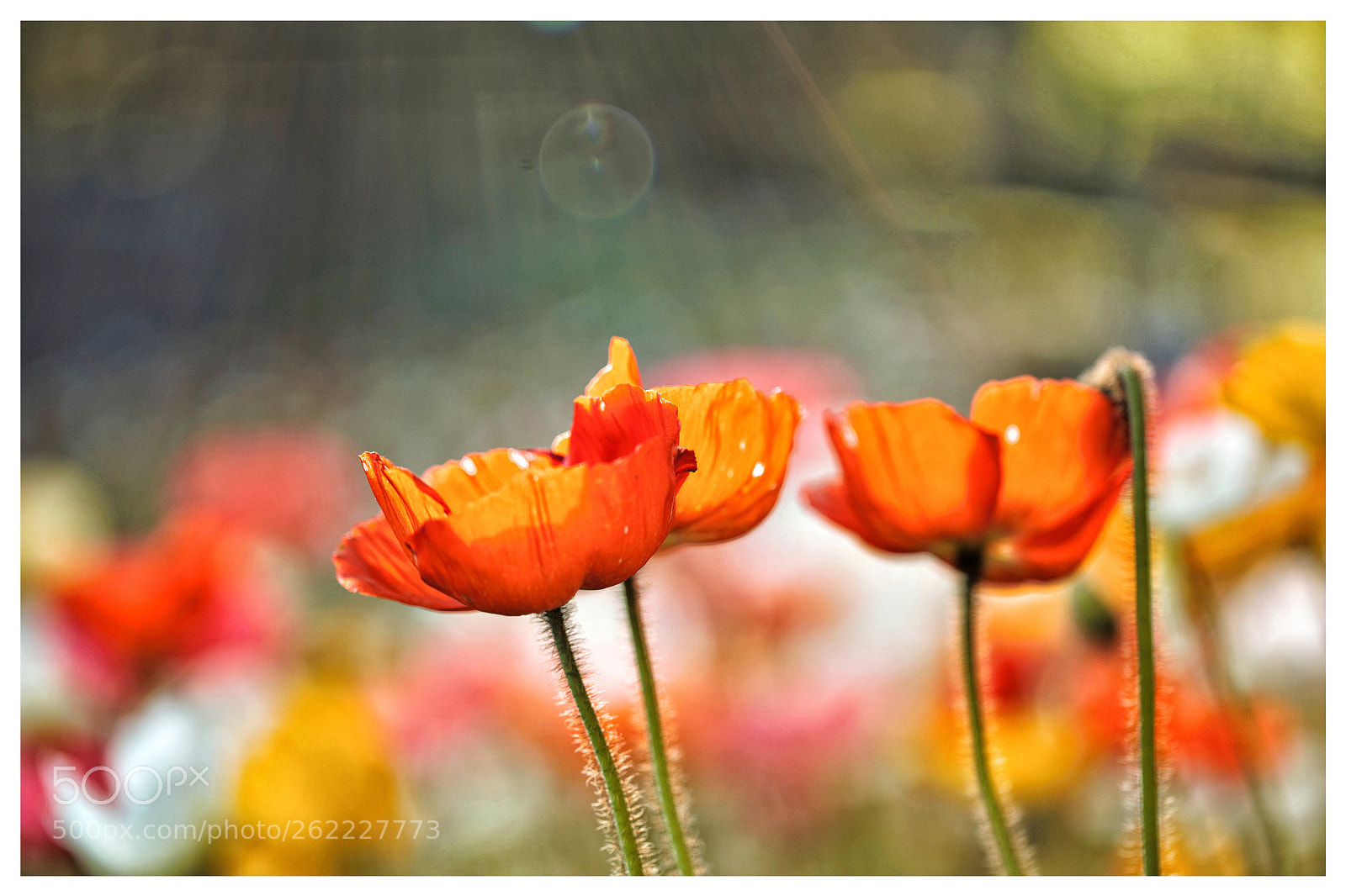 Canon EOS 6D sample photo. Untitled photography