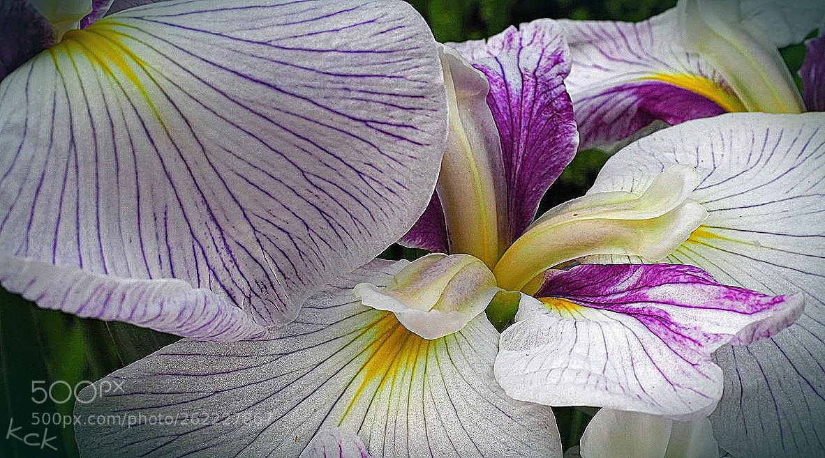 Olympus OM-D E-M10 II sample photo. Flowers series 15. photography