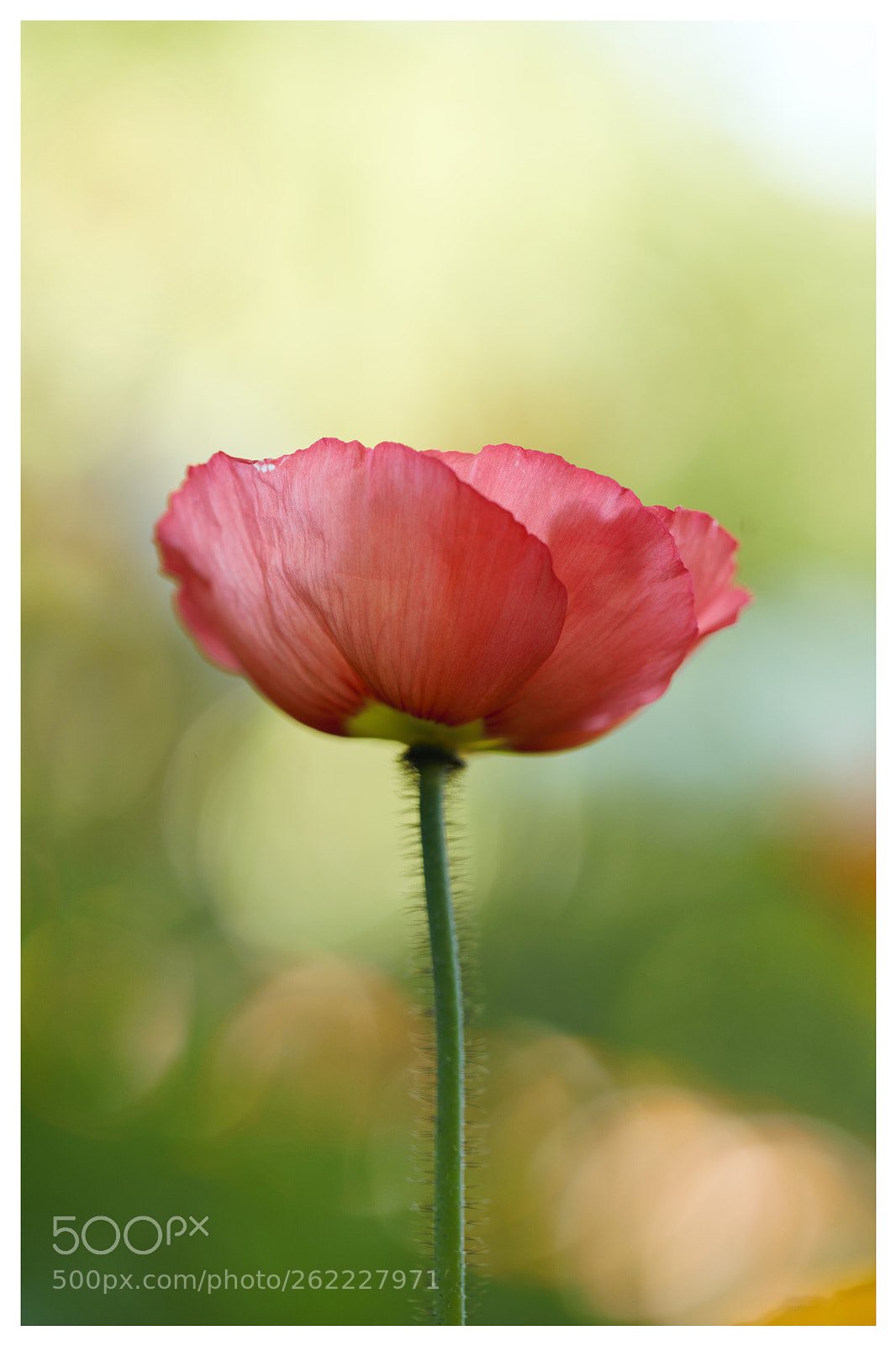 Canon EOS 6D sample photo. Untitled photography
