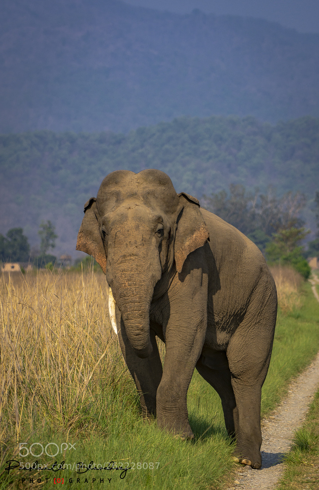 Nikon D7100 sample photo. Single tusk photography