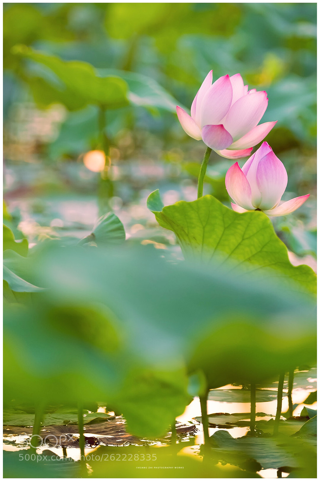 Canon EOS-1D X Mark II sample photo. Lotus photography