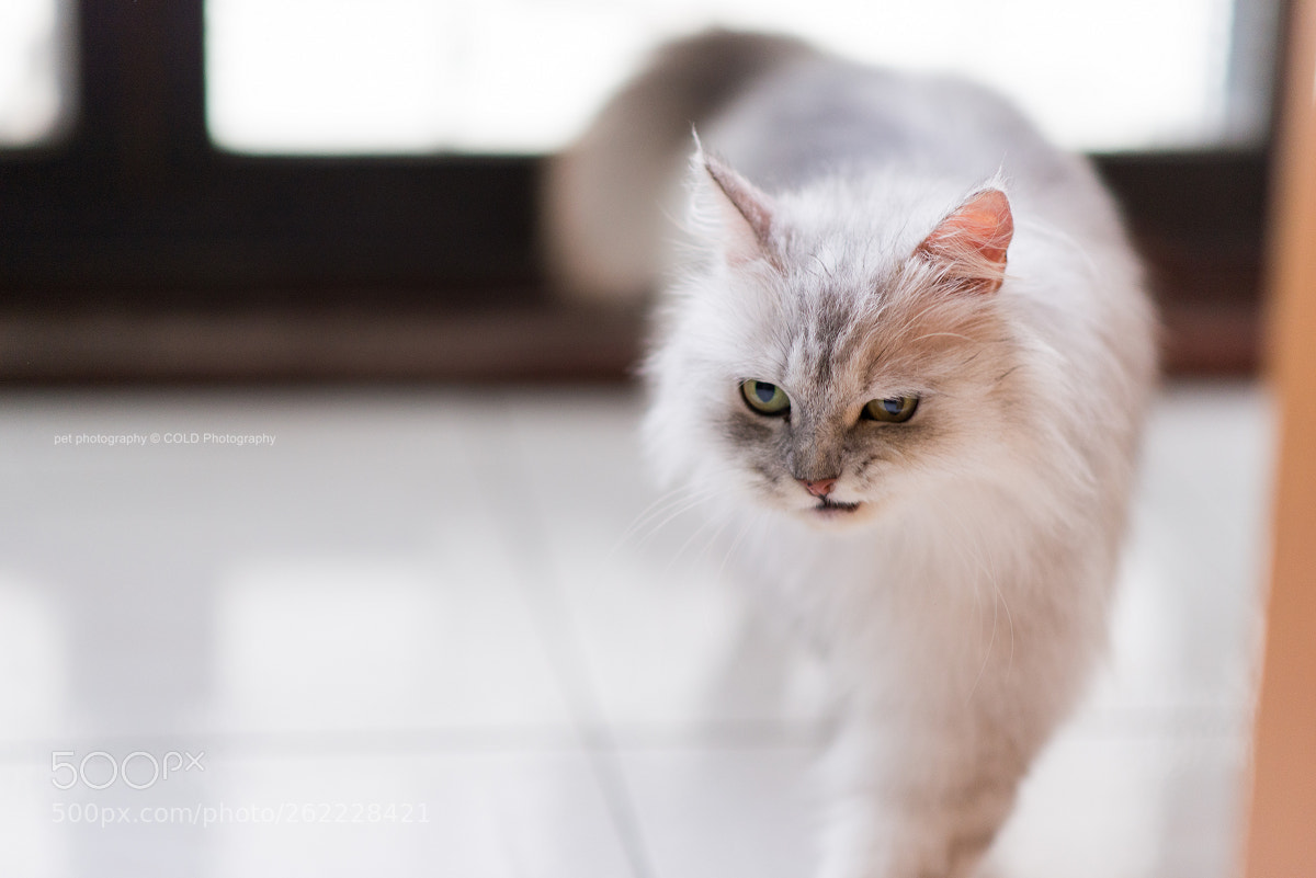 Nikon D610 sample photo. Like a boss photography