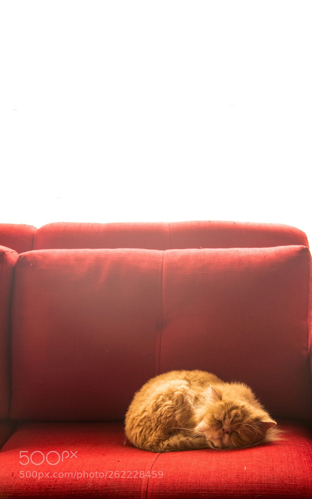 Canon EOS 6D sample photo. Persa durmiendo photography