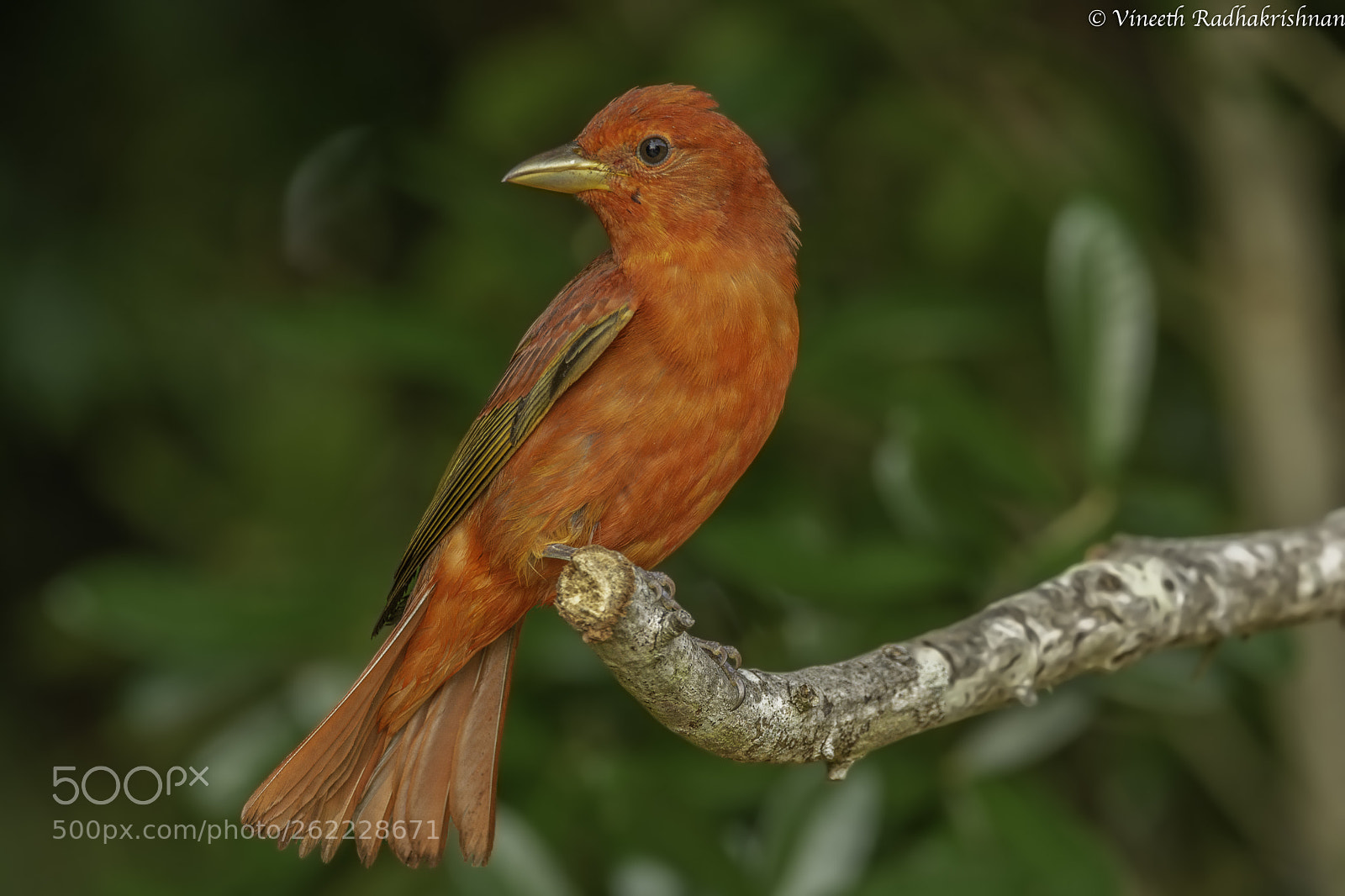 Nikon D7100 sample photo. Summer tanager photography