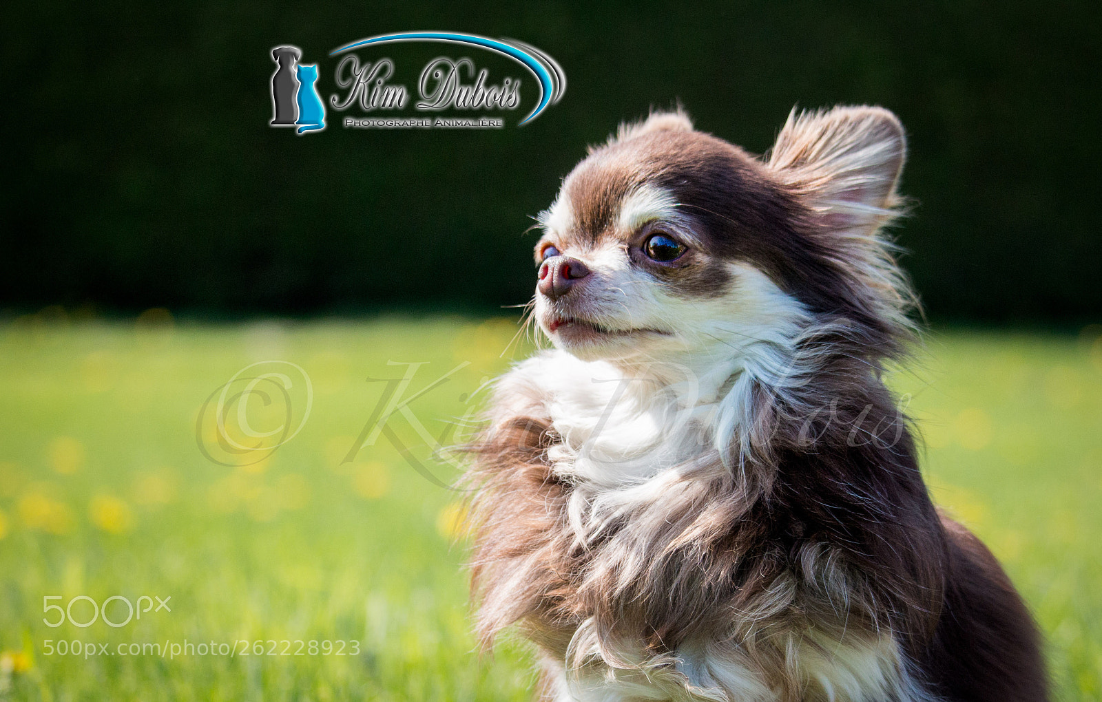 Canon EOS 70D sample photo. Un chihuahua dans un photography