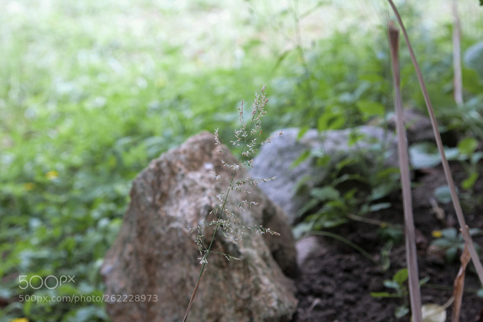 Canon EOS 40D sample photo. Gently... photography