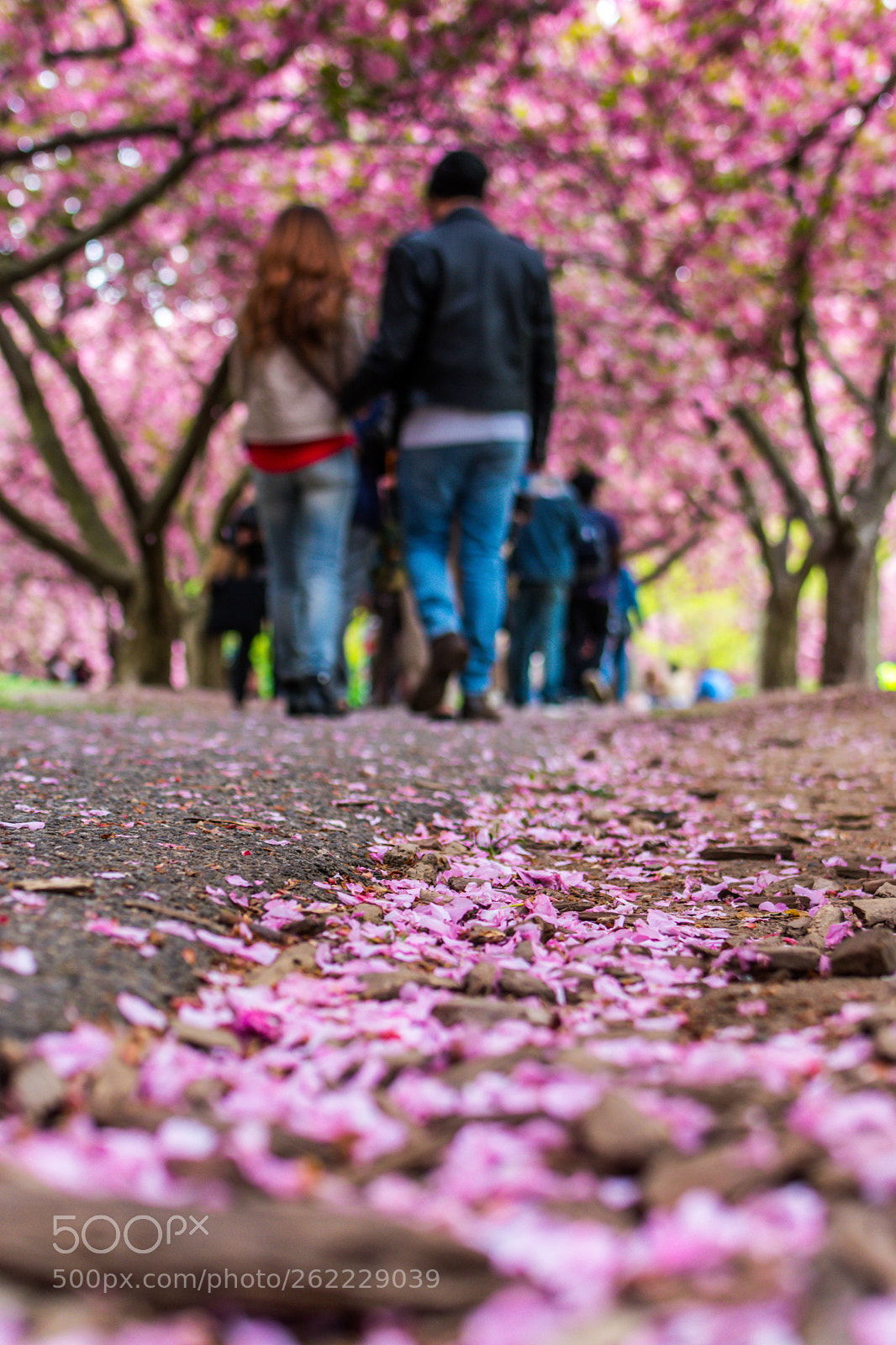 Nikon D5500 sample photo. Cherry blossom in the photography