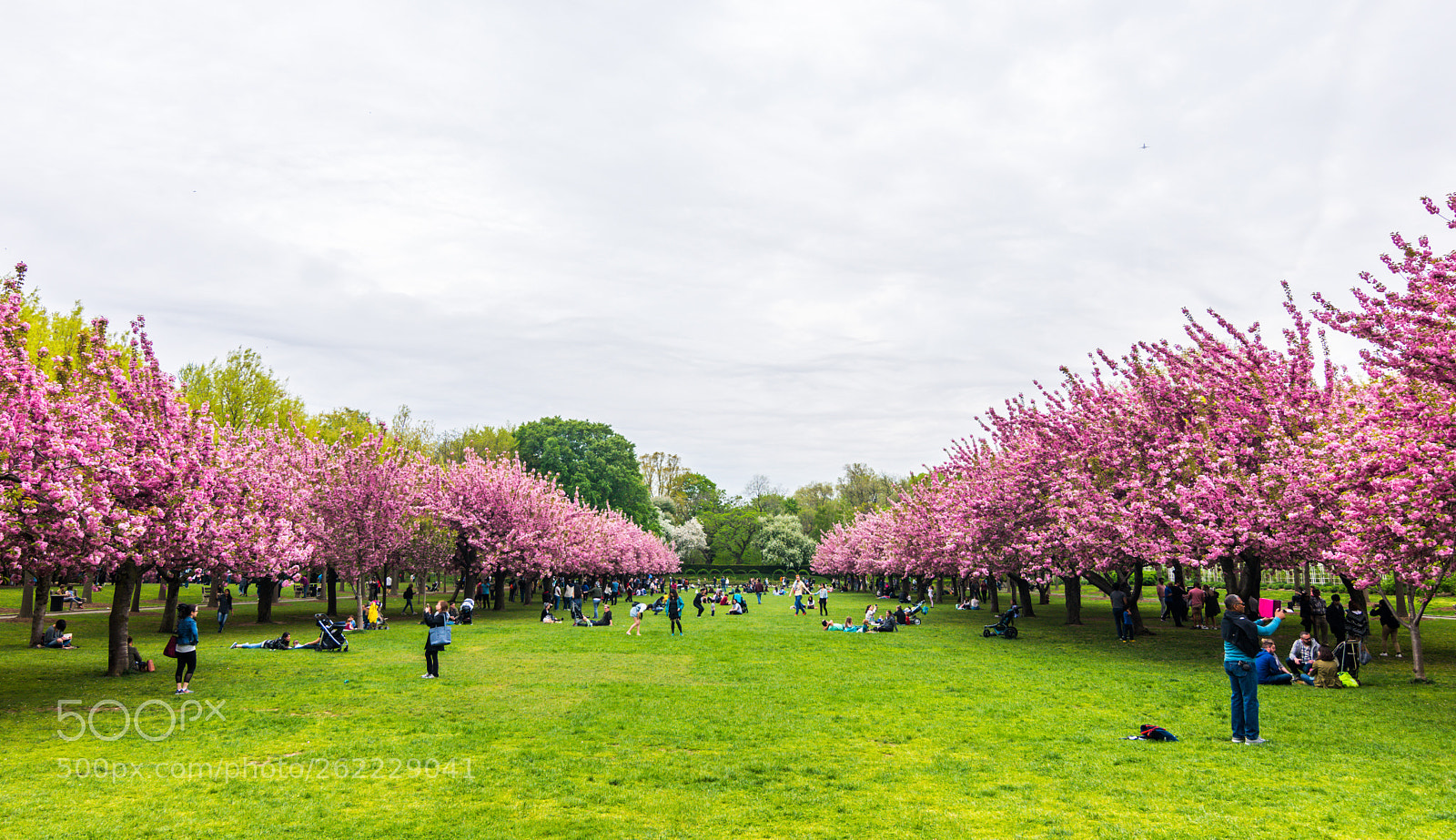 Nikon D5500 sample photo. Cherry blossom in the photography