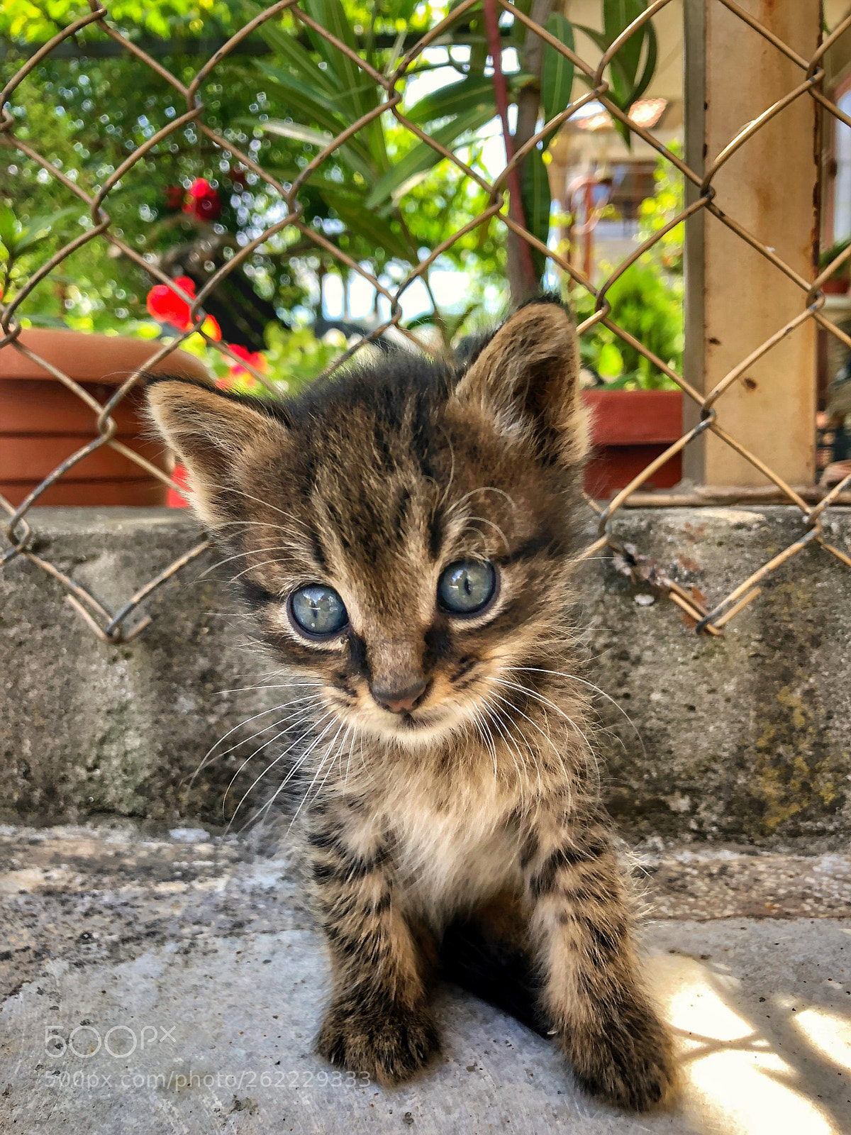 Apple iPhone 8 sample photo. Little cute baby cat photography