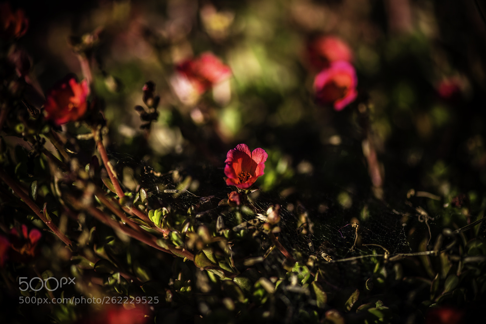 Nikon D810 sample photo. Spring colors. photography