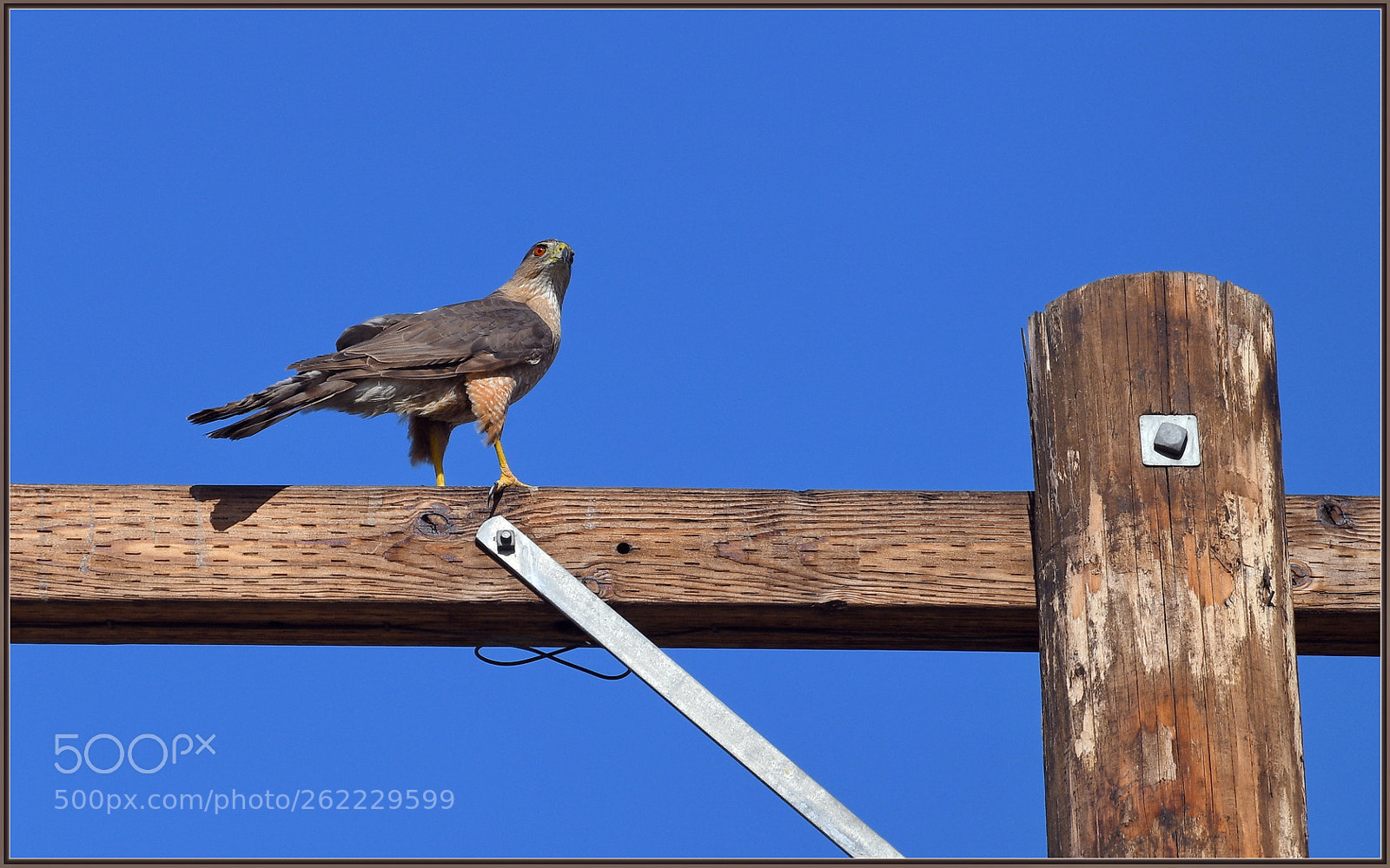 Sigma 120-400mm F4.5-5.6 DG OS HSM sample photo. Frequent visitor photography