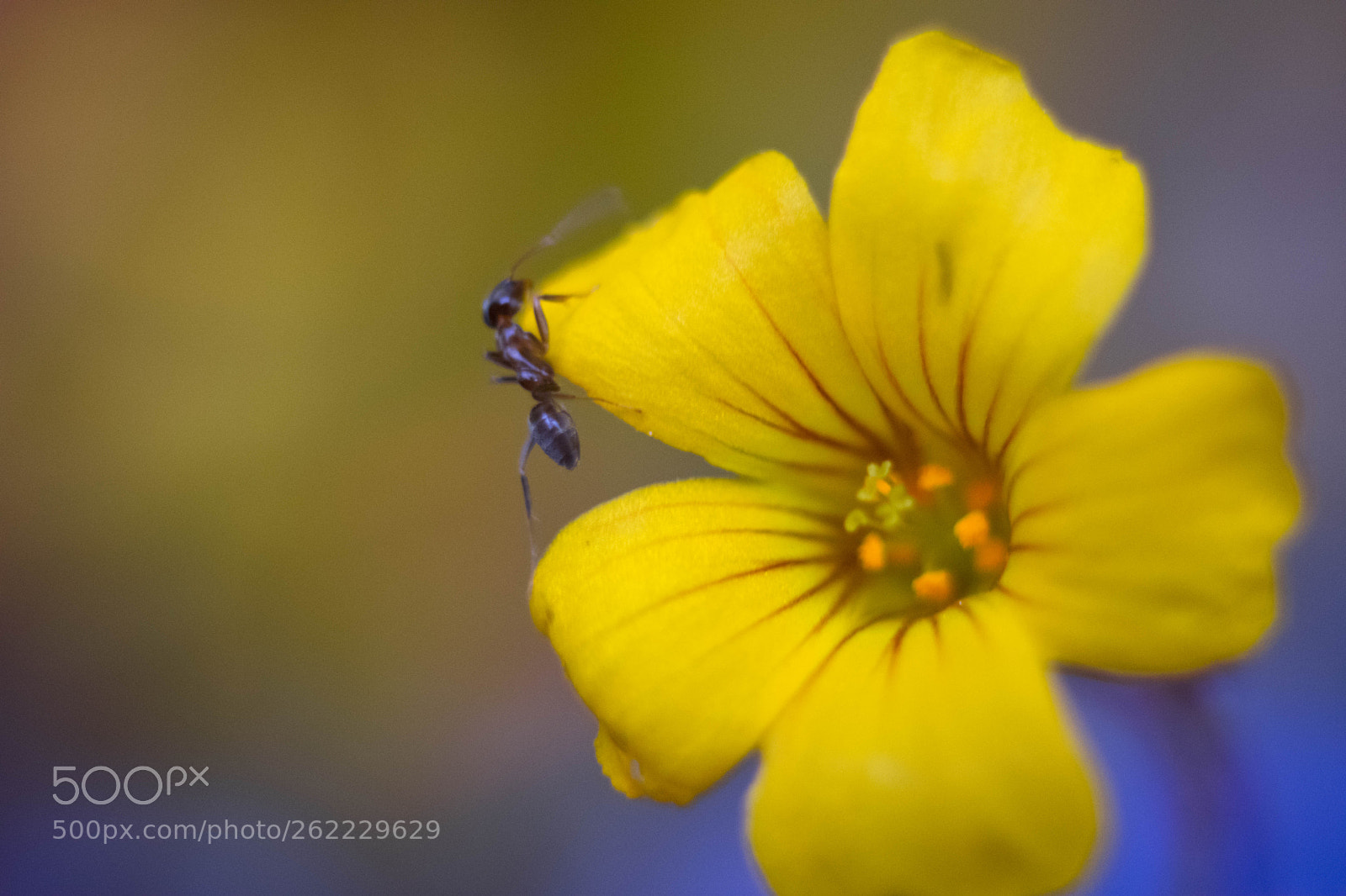 Nikon D3400 sample photo. Ant photography