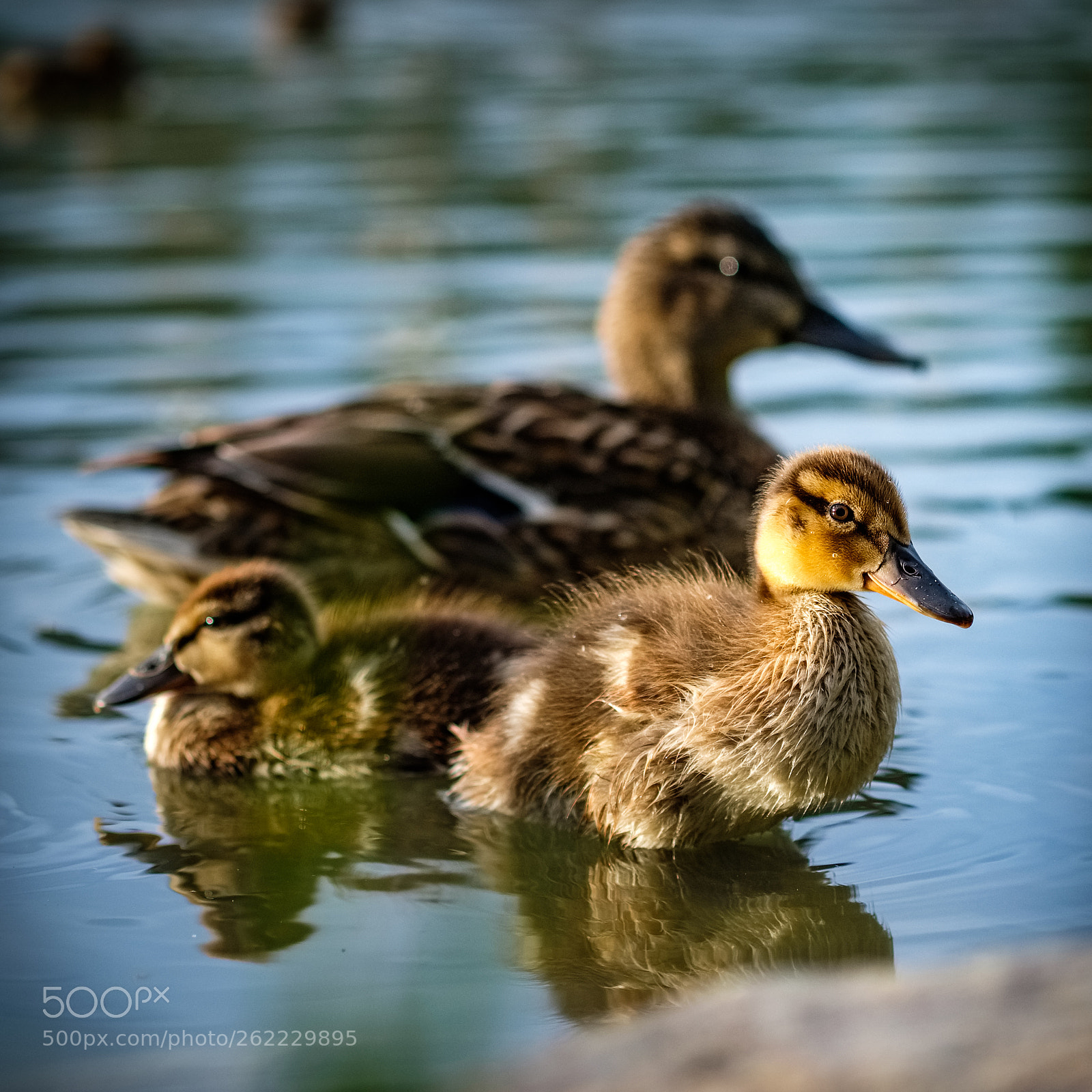 Fujifilm X-T20 sample photo. Duck duck duck photography