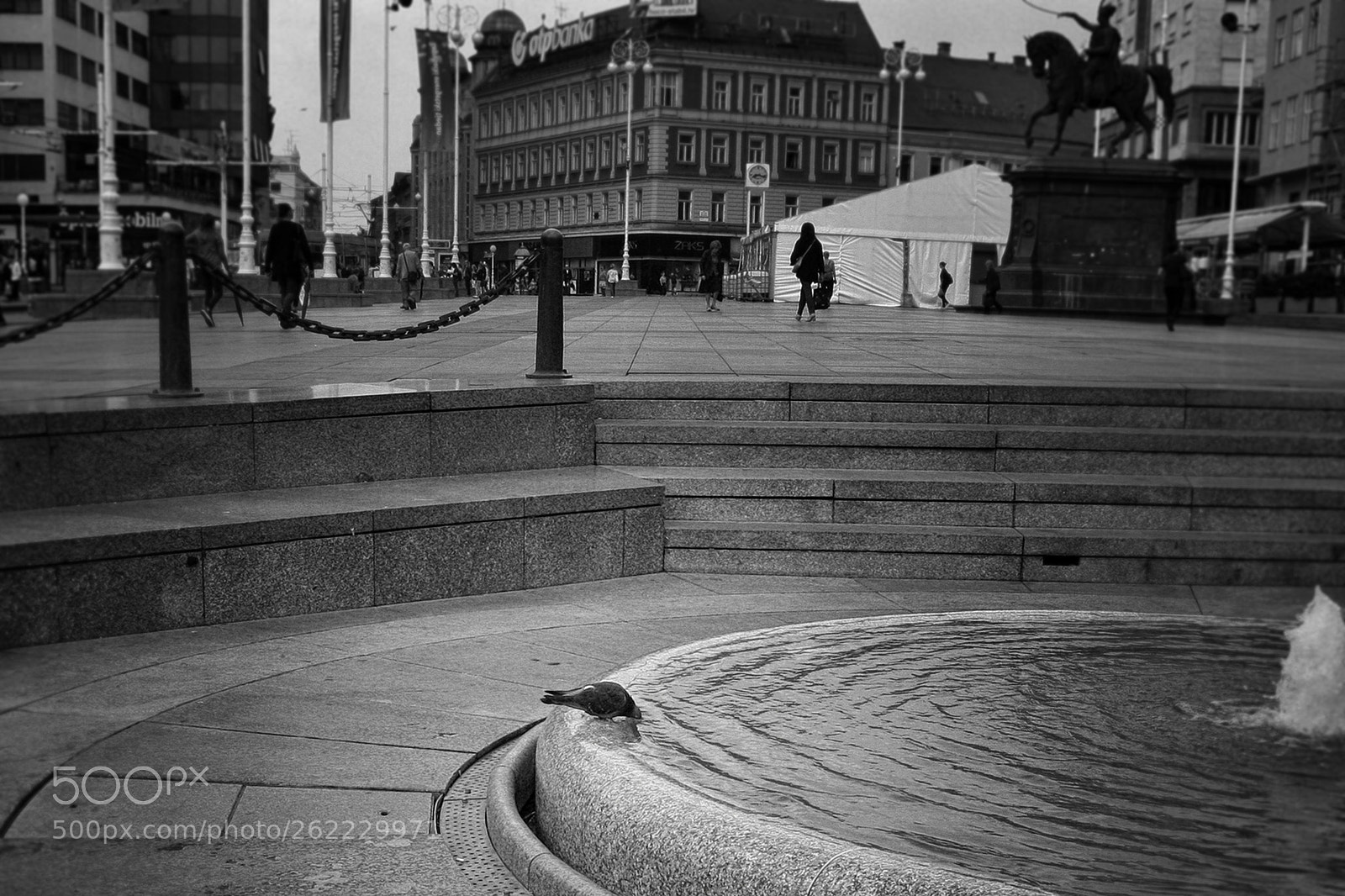 Canon EOS 40D sample photo. Suicidal pigeon photography