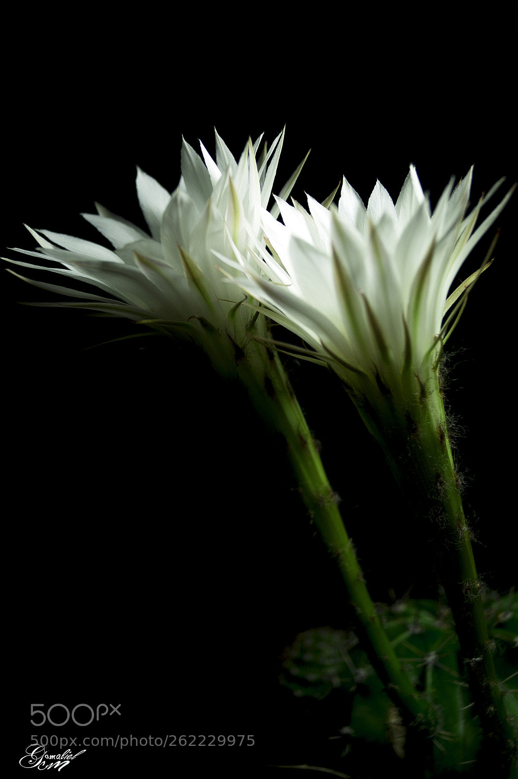 Sony SLT-A37 sample photo. Escencia photography