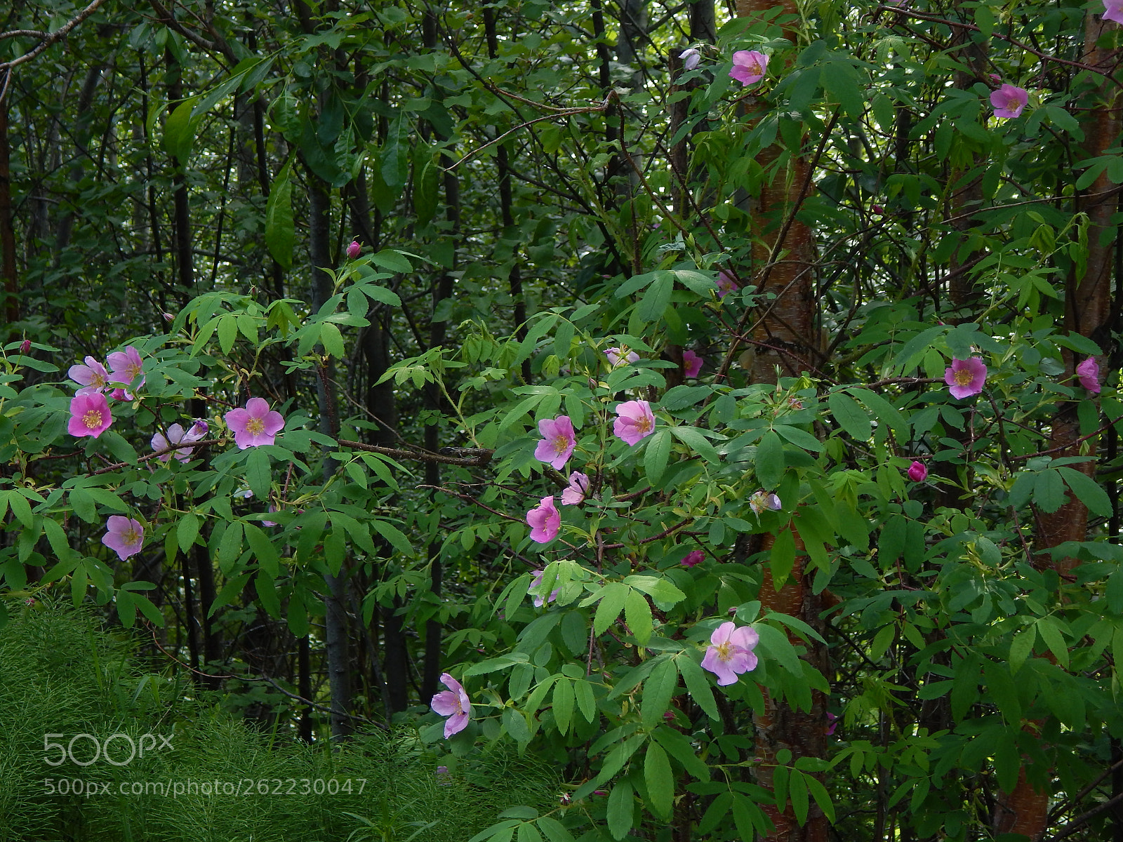 Nikon Coolpix L830 sample photo. Prickly roses photography