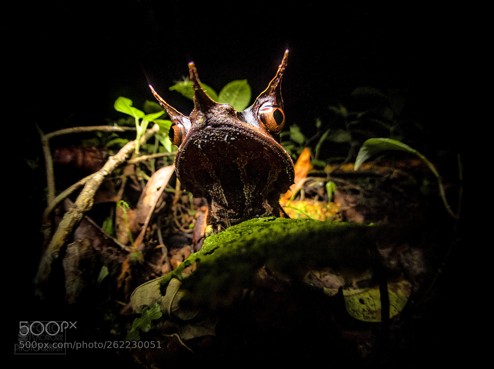 Canon EOS 70D sample photo. Bornean horn frog photography