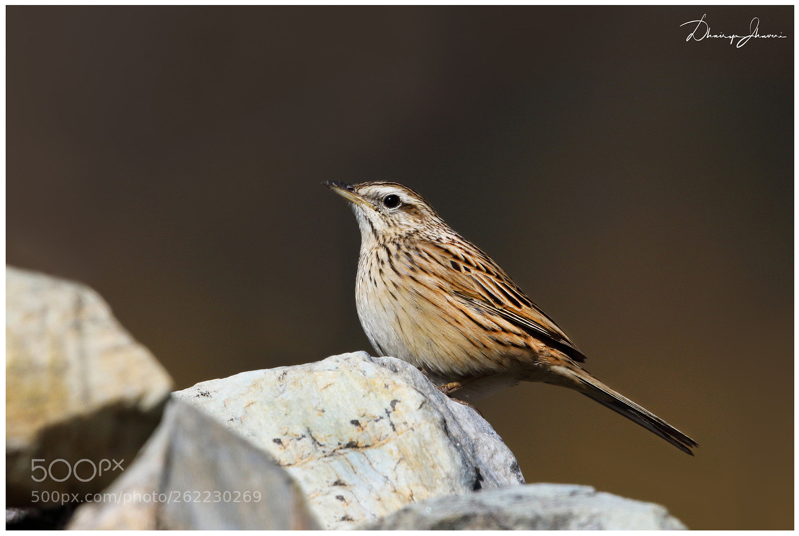 Canon EOS 7D Mark II sample photo. Upland pipit photography