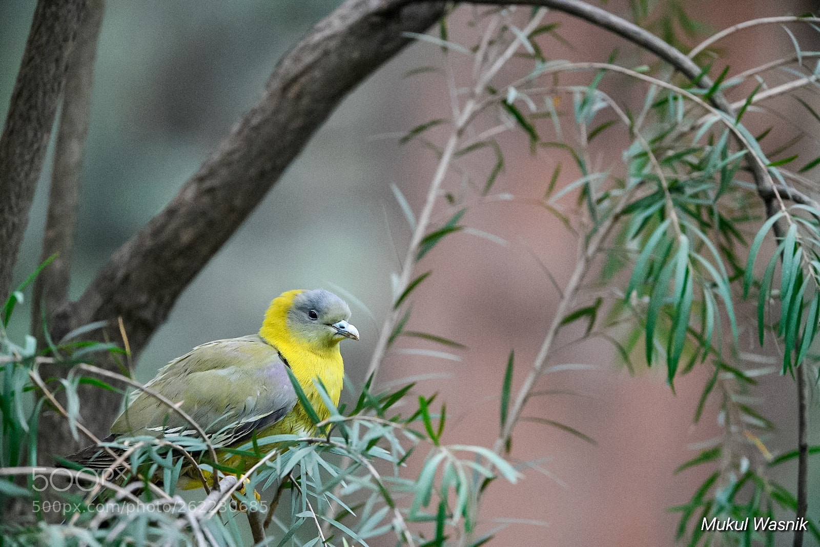 Nikon D850 sample photo. Yellow-footed green pigeon  photography