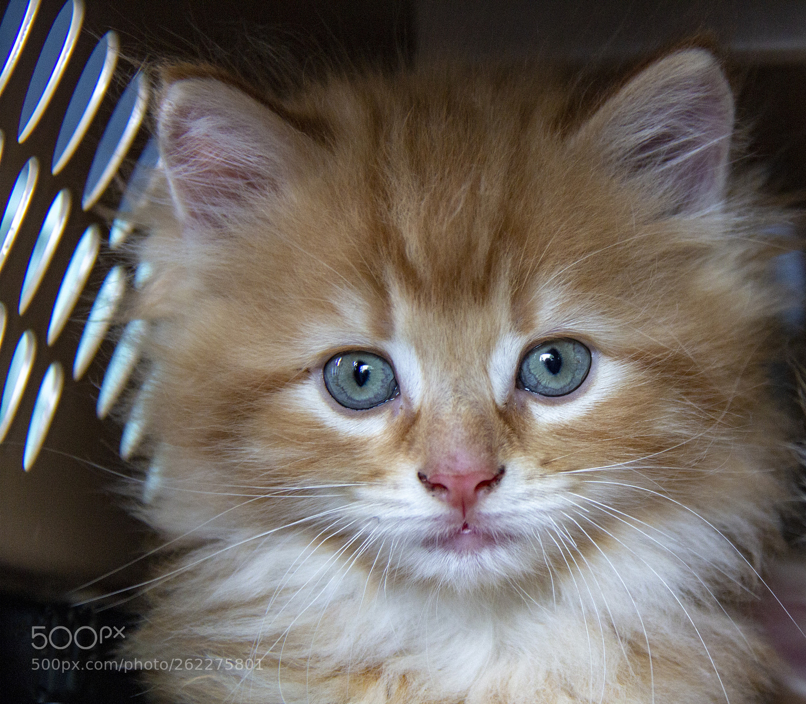 Canon EOS 600D (Rebel EOS T3i / EOS Kiss X5) sample photo. Kitten 1.jpg photography