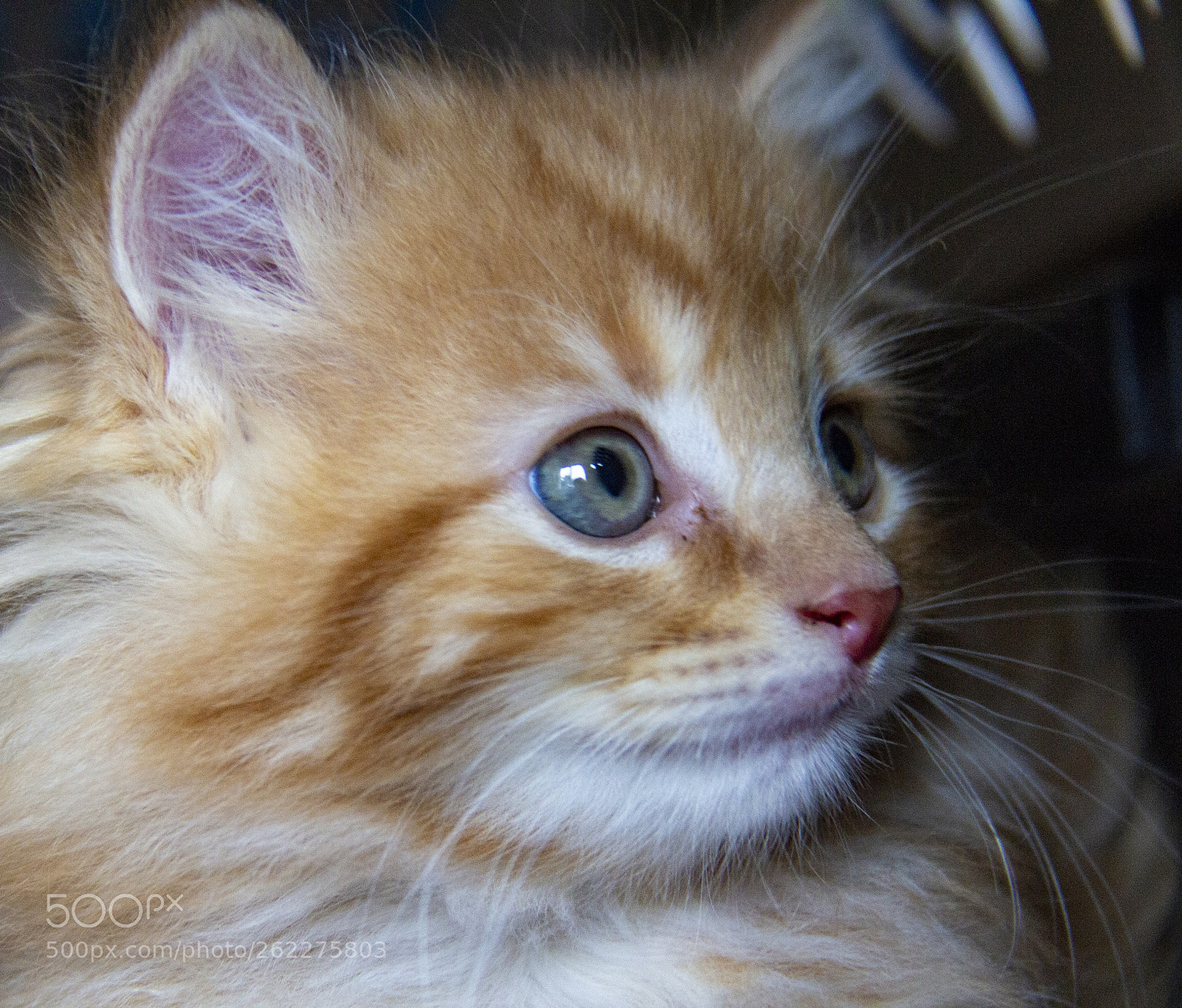 Canon EOS 600D (Rebel EOS T3i / EOS Kiss X5) sample photo. Kitten 2.jpg photography