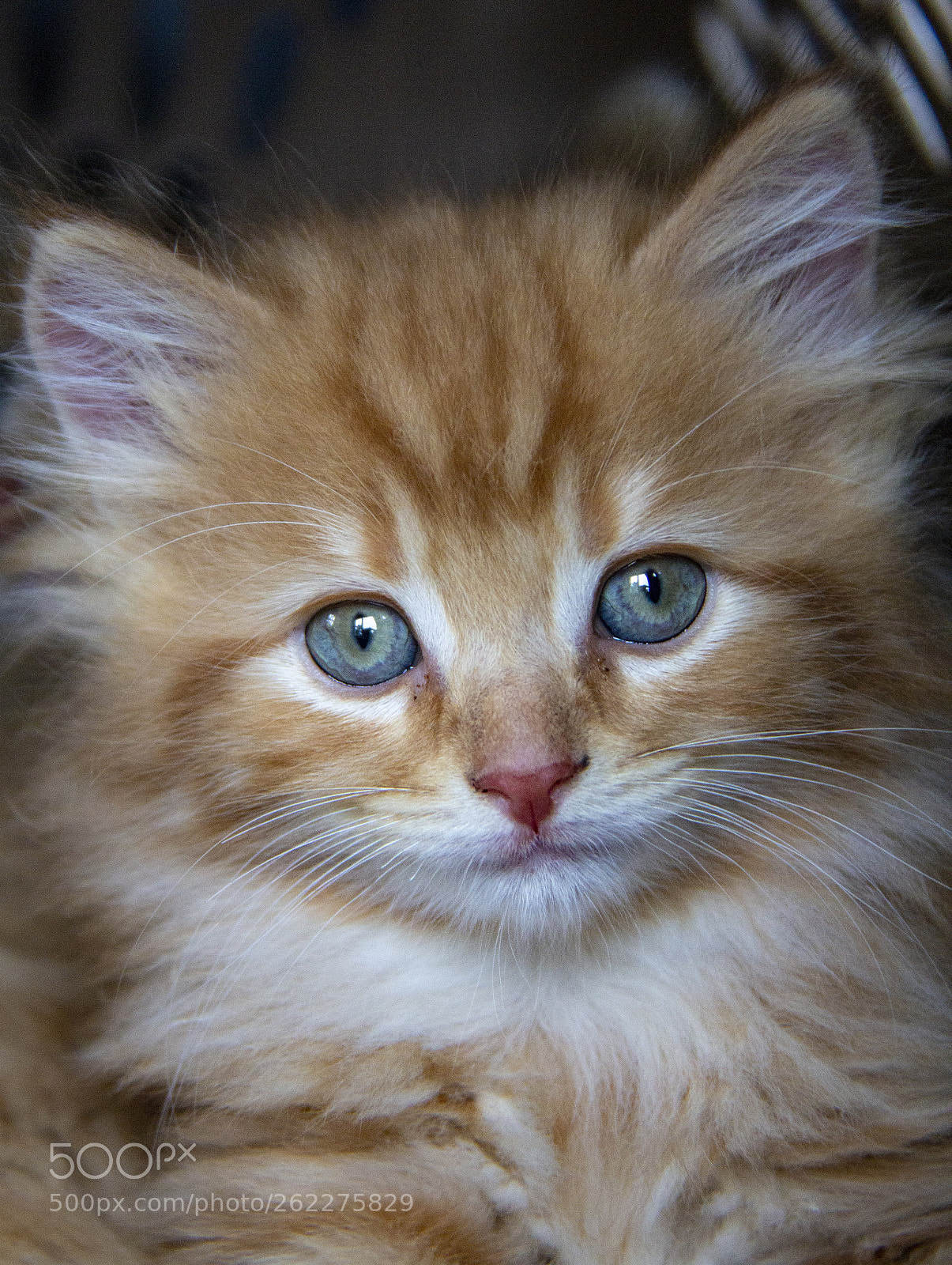 Canon EOS 600D (Rebel EOS T3i / EOS Kiss X5) sample photo. Kitten 3.jpg photography