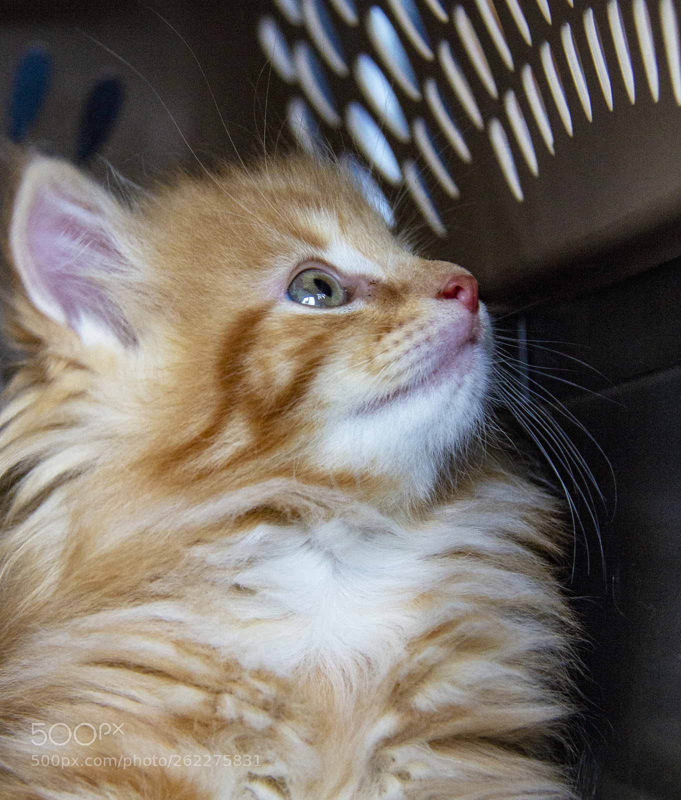 Canon EOS 600D (Rebel EOS T3i / EOS Kiss X5) sample photo. Kitten 4.jpg photography