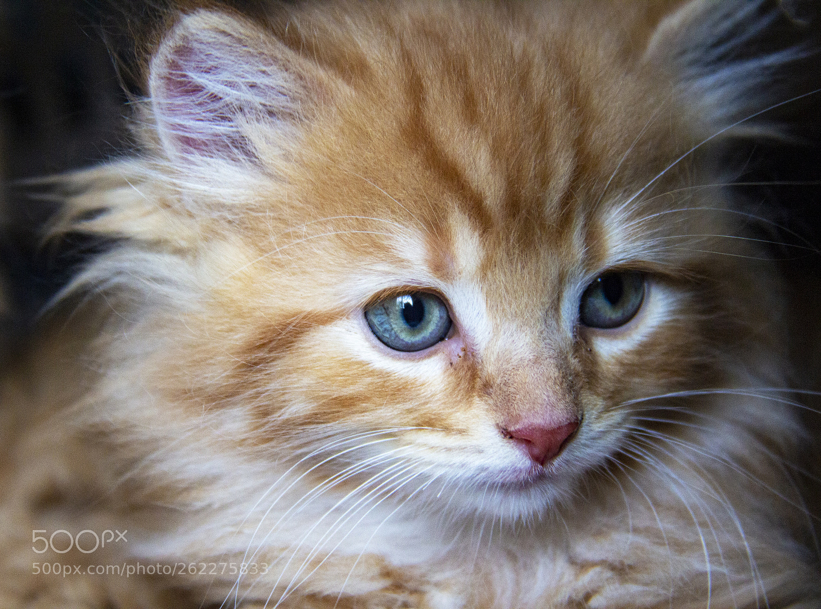 Canon EOS 600D (Rebel EOS T3i / EOS Kiss X5) sample photo. Kitten 5.jpg photography