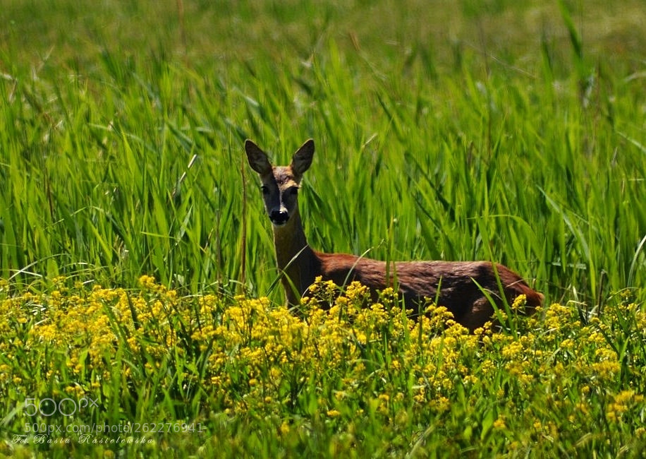 Nikon D5100 sample photo. On the green meadow... photography