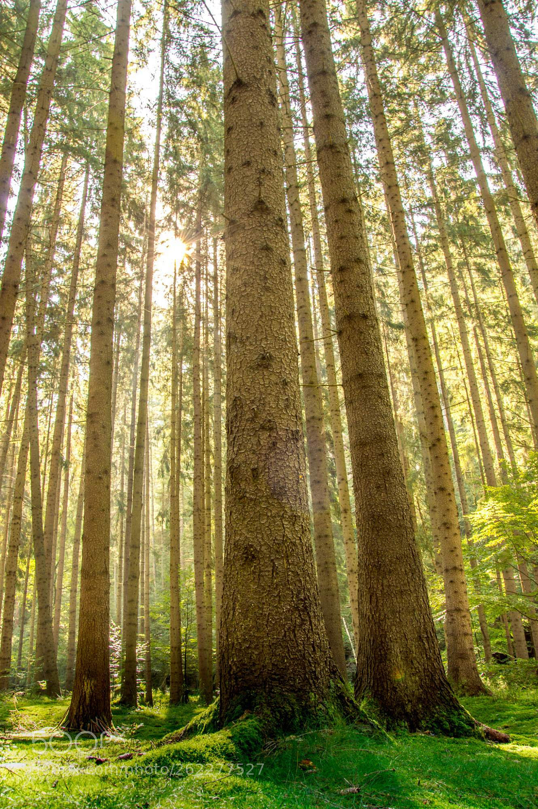 Nikon D3200 sample photo. Lost in the forest photography