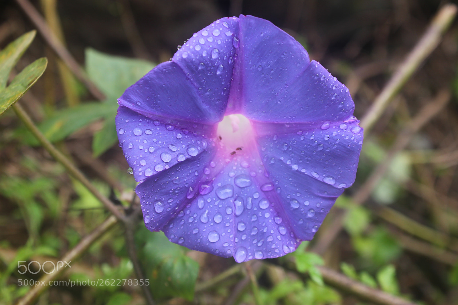 Canon EOS 550D (EOS Rebel T2i / EOS Kiss X4) sample photo. Monsoon photography