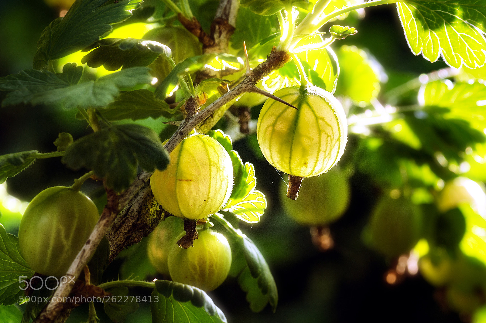 Nikon D3200 sample photo. Gooseberry photography