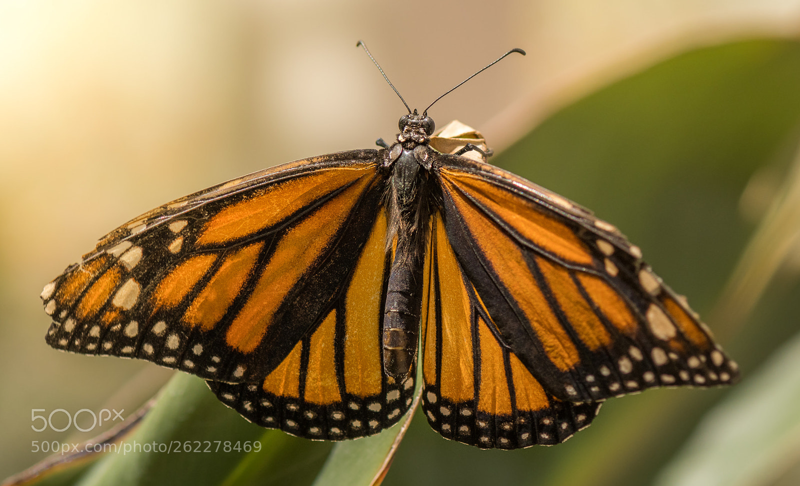 Nikon D500 sample photo. Monarch photography