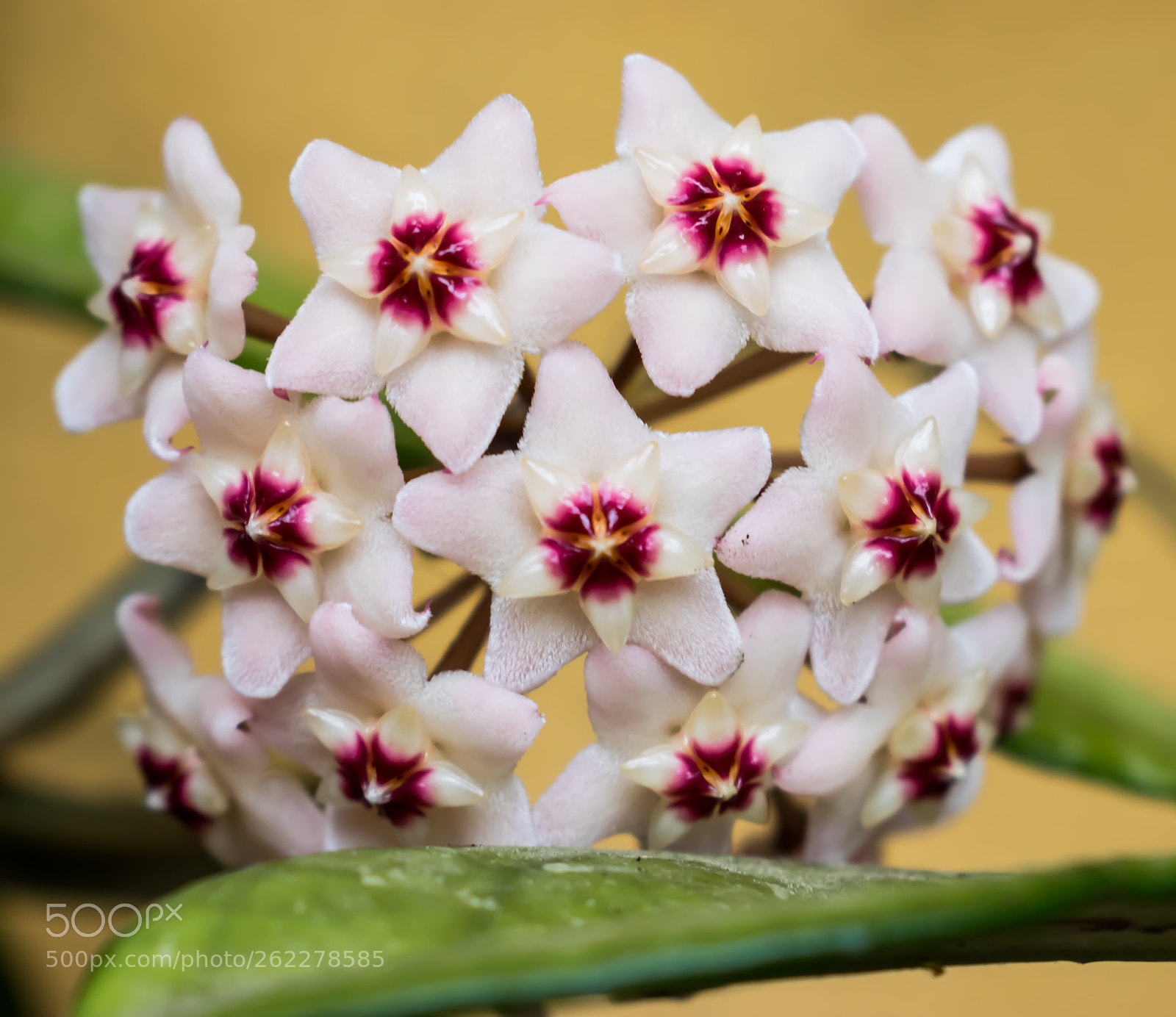Nikon D3300 sample photo. Hoya photography